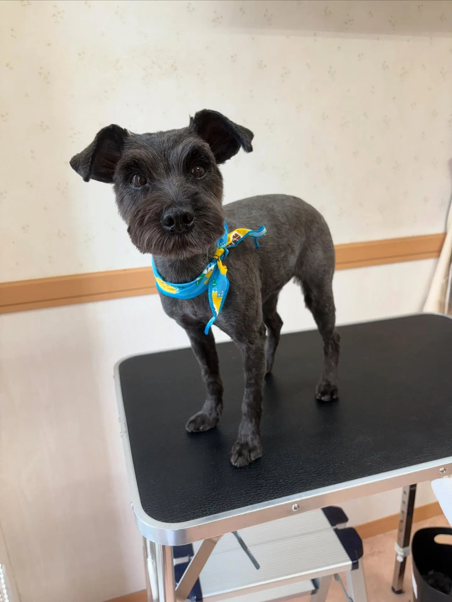 犬のトリミング✂️