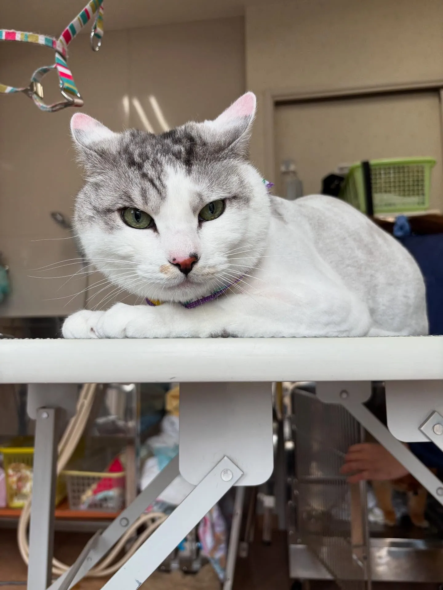 猫のトリミング✂️
