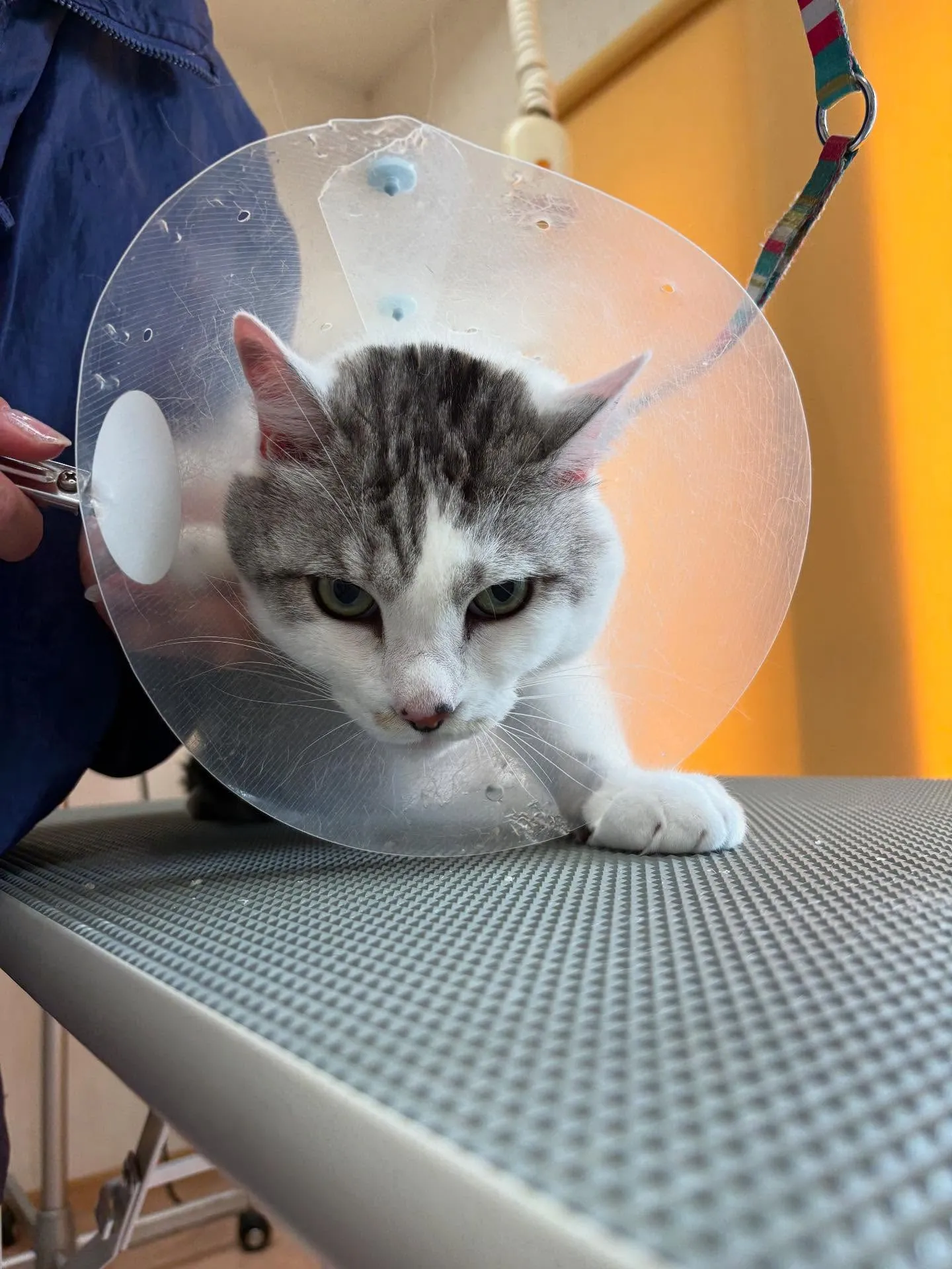 猫のトリミング✂️