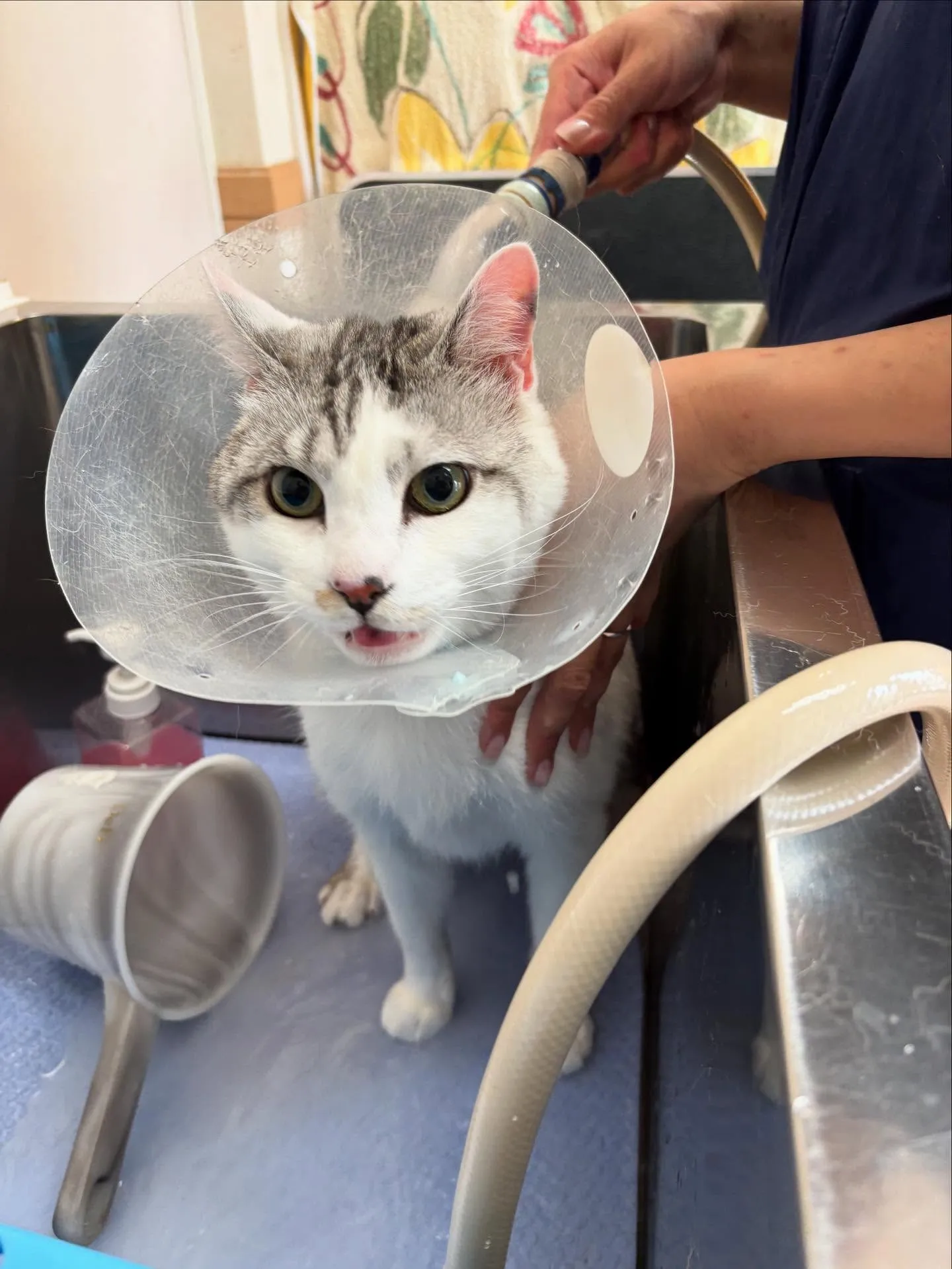 猫のトリミング✂️