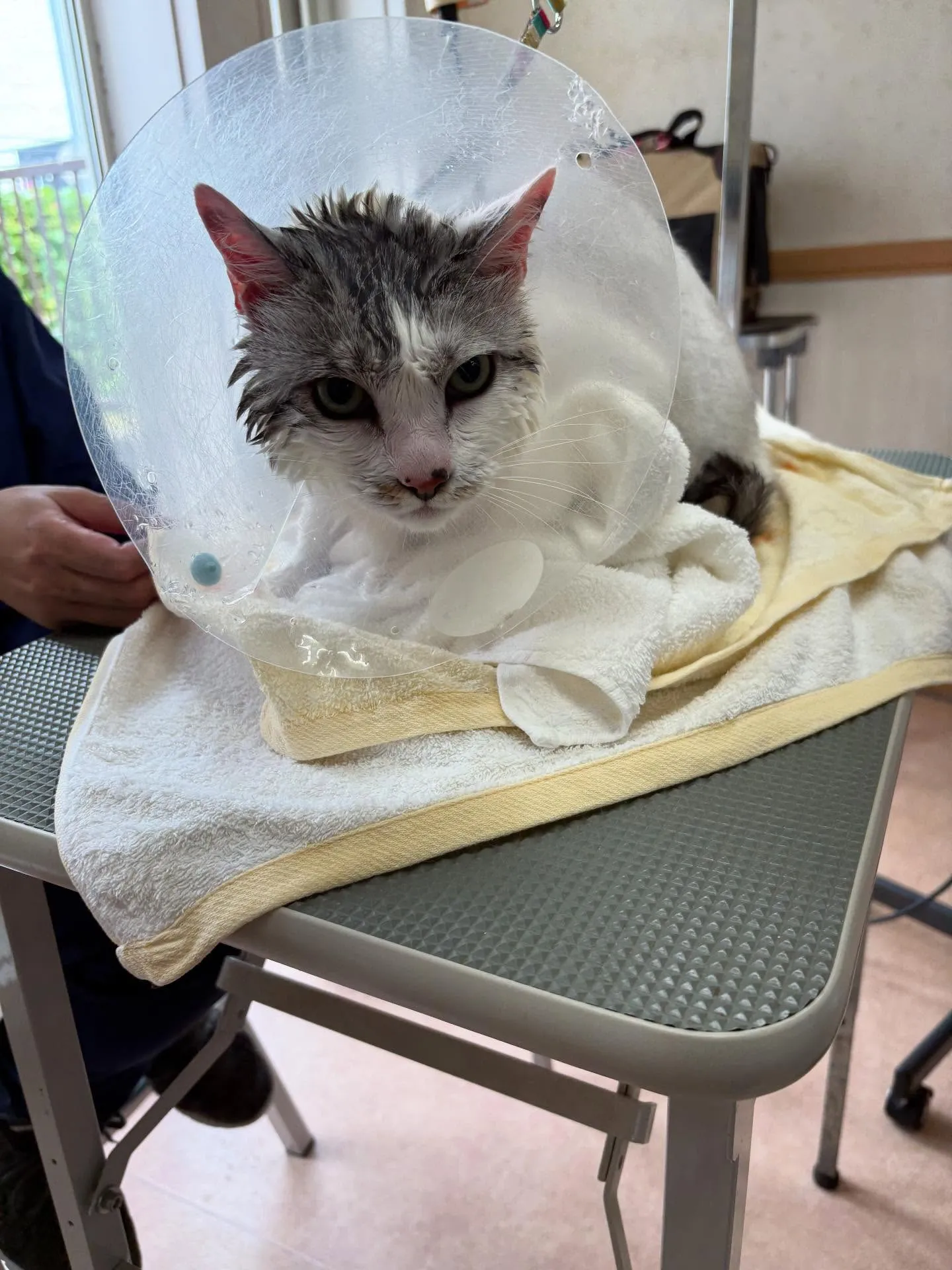 猫のトリミング✂️
