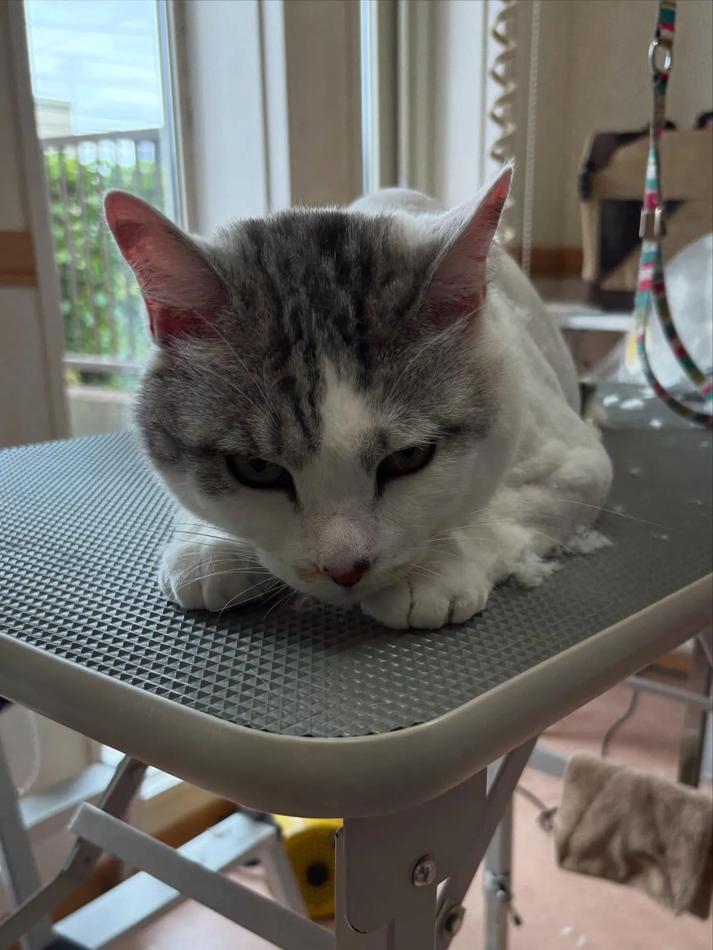 猫のトリミング✂️