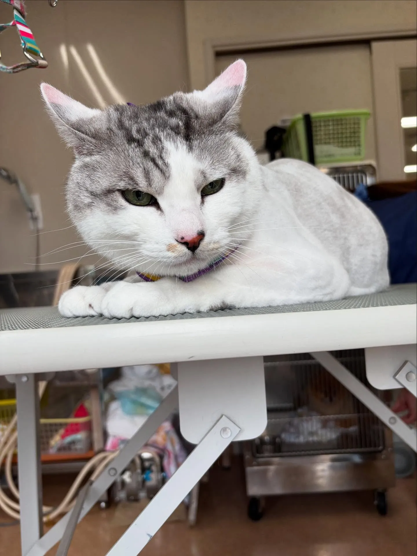 猫のトリミング✂️