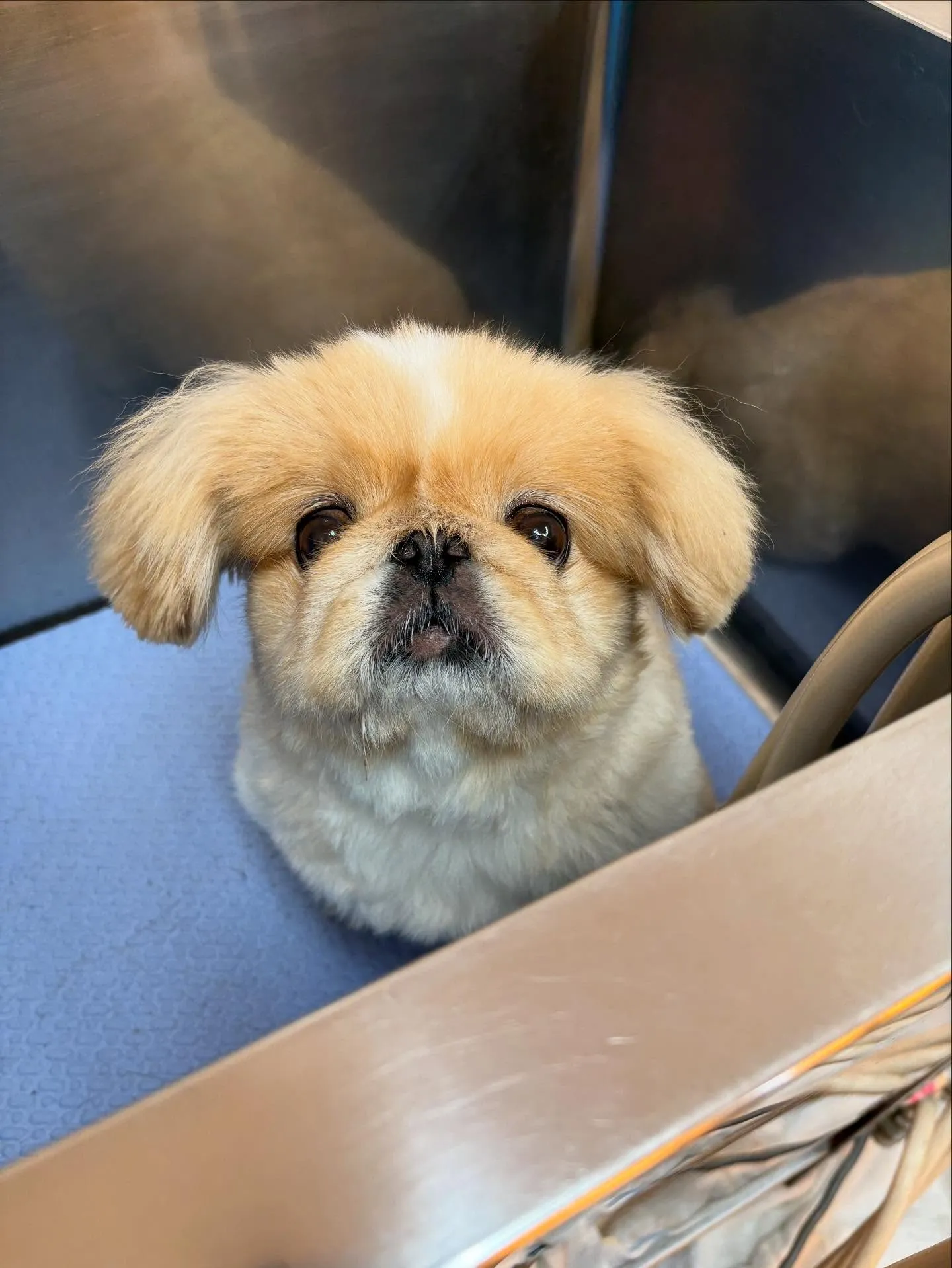犬のトリミング✂️