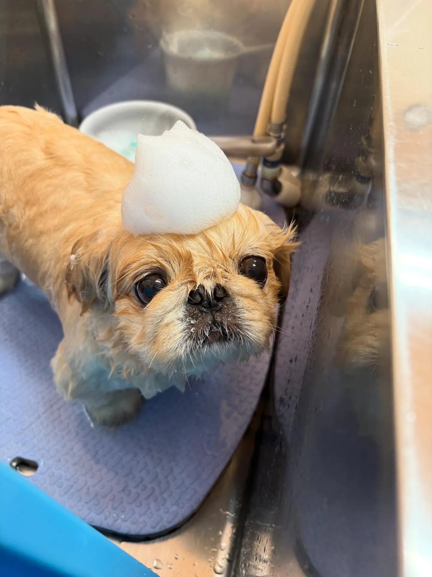 犬のトリミング✂️