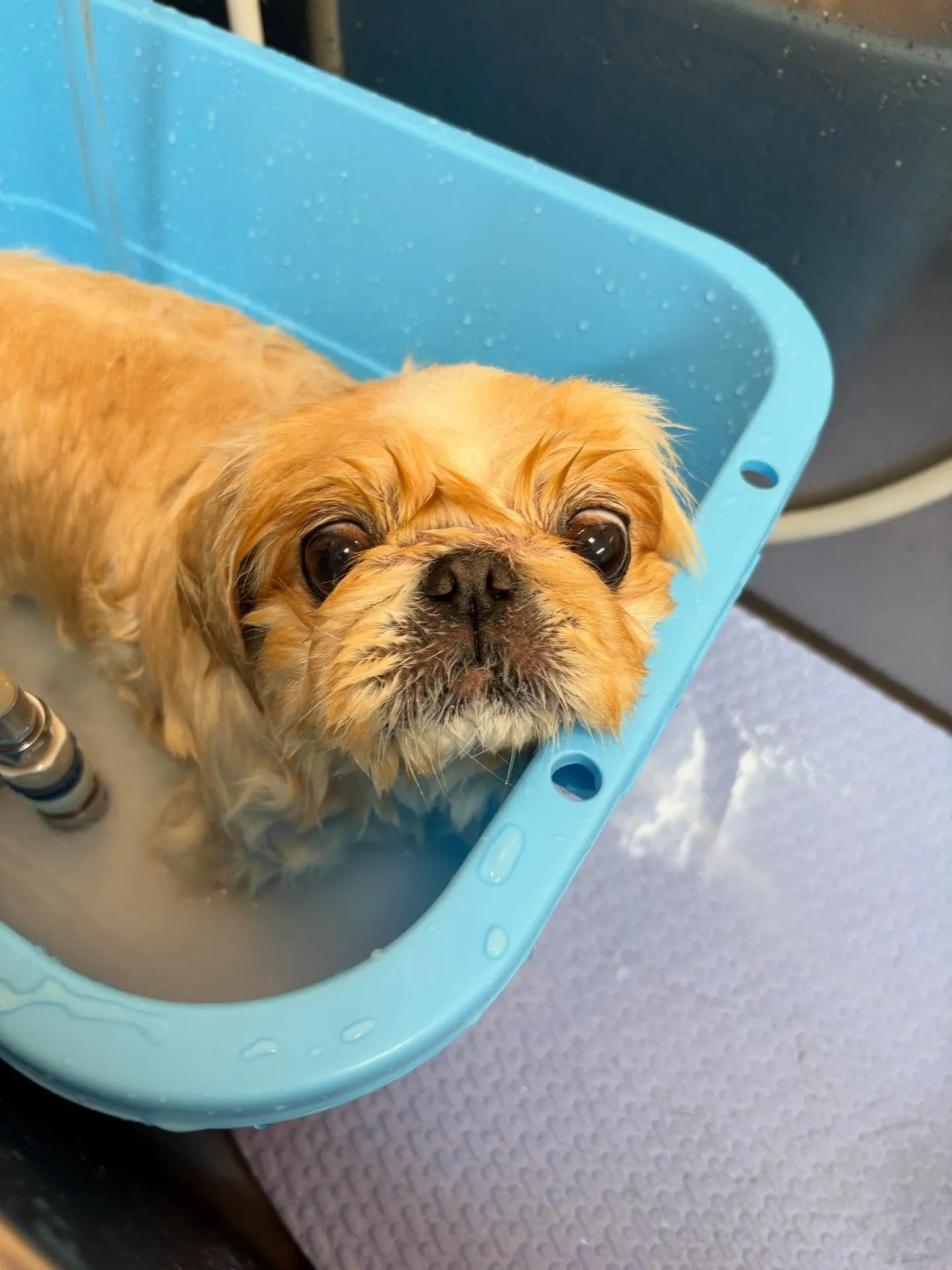 犬のトリミング✂️