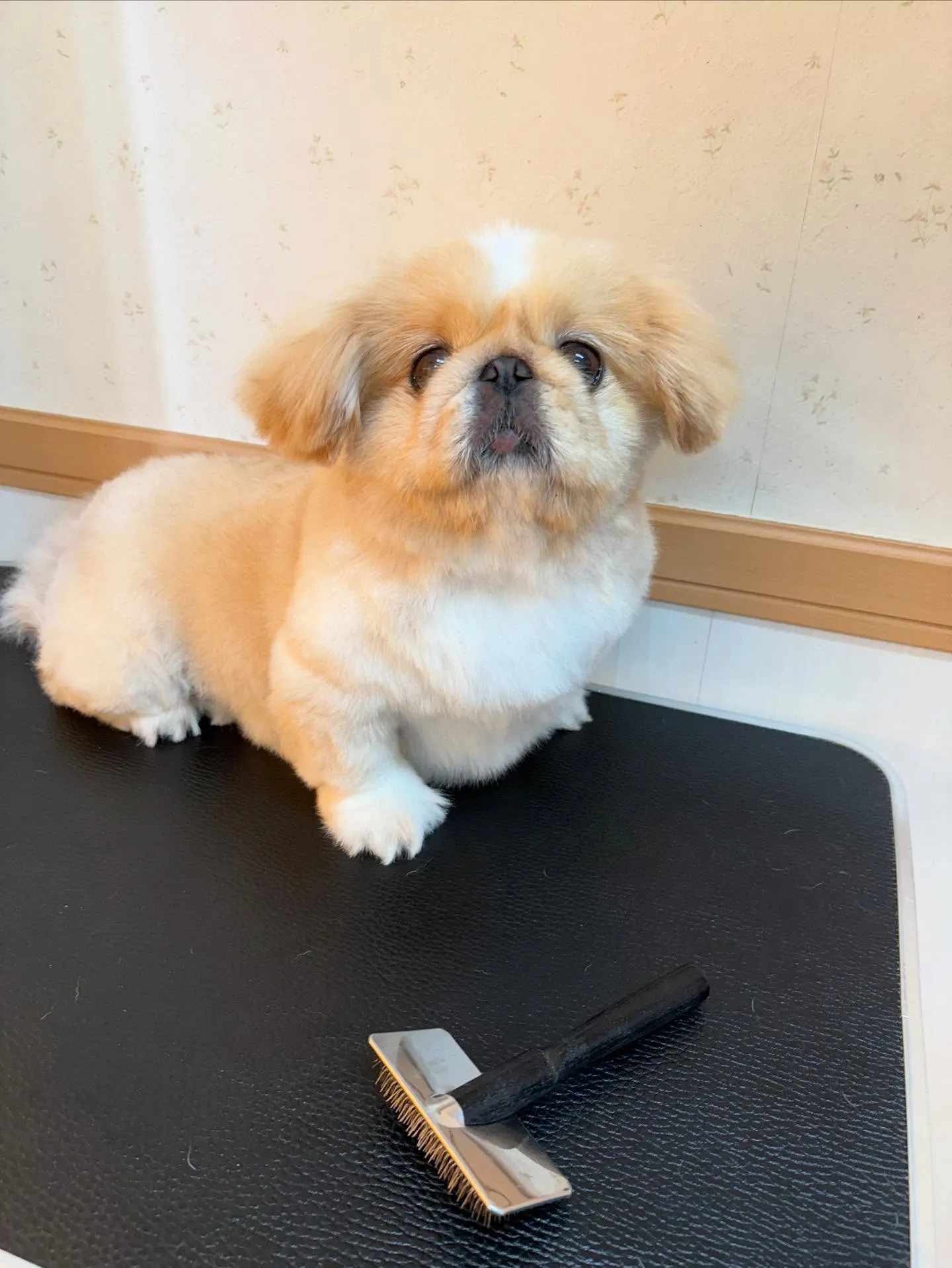 犬のトリミング✂️