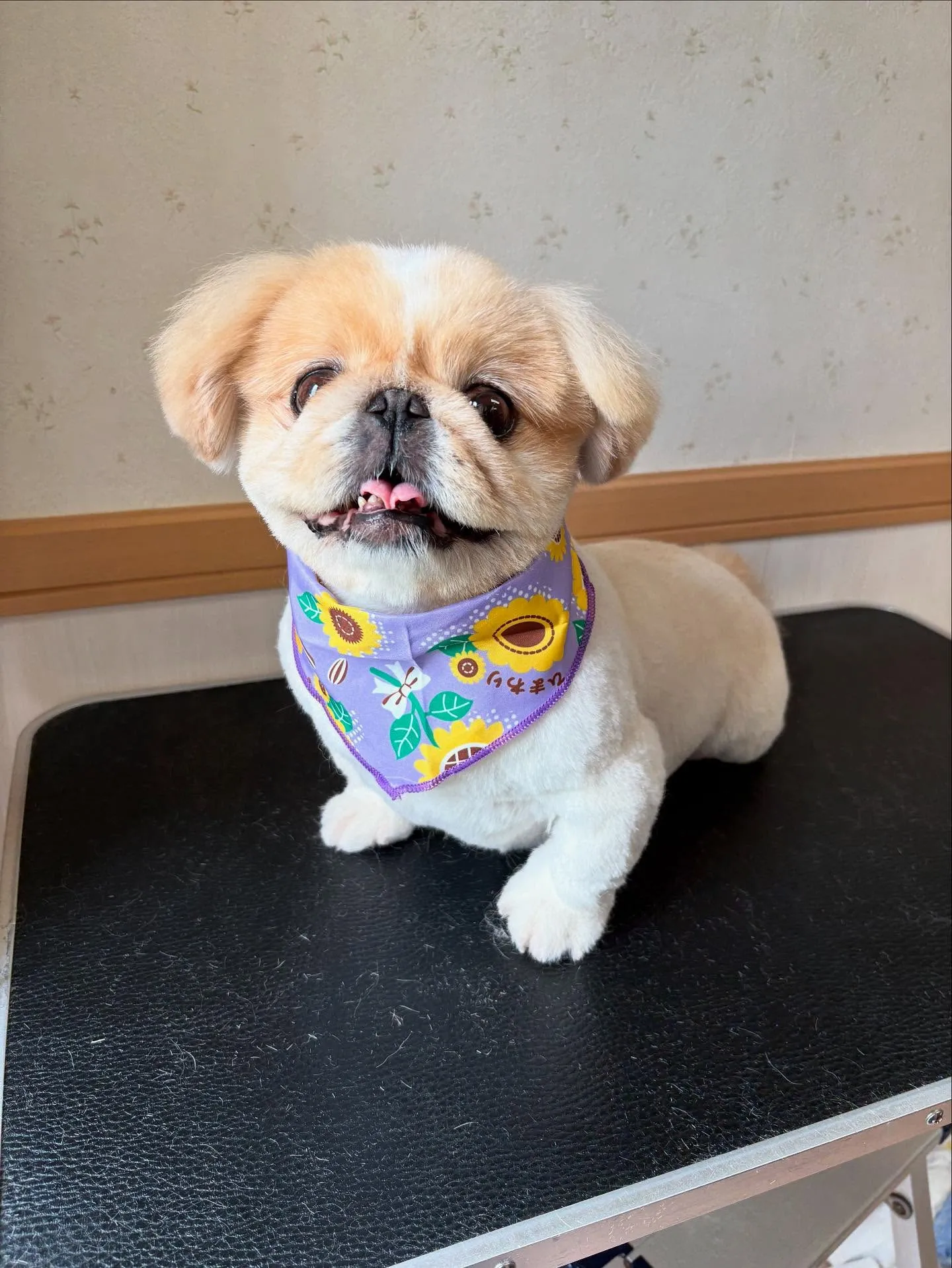 犬のトリミング✂️