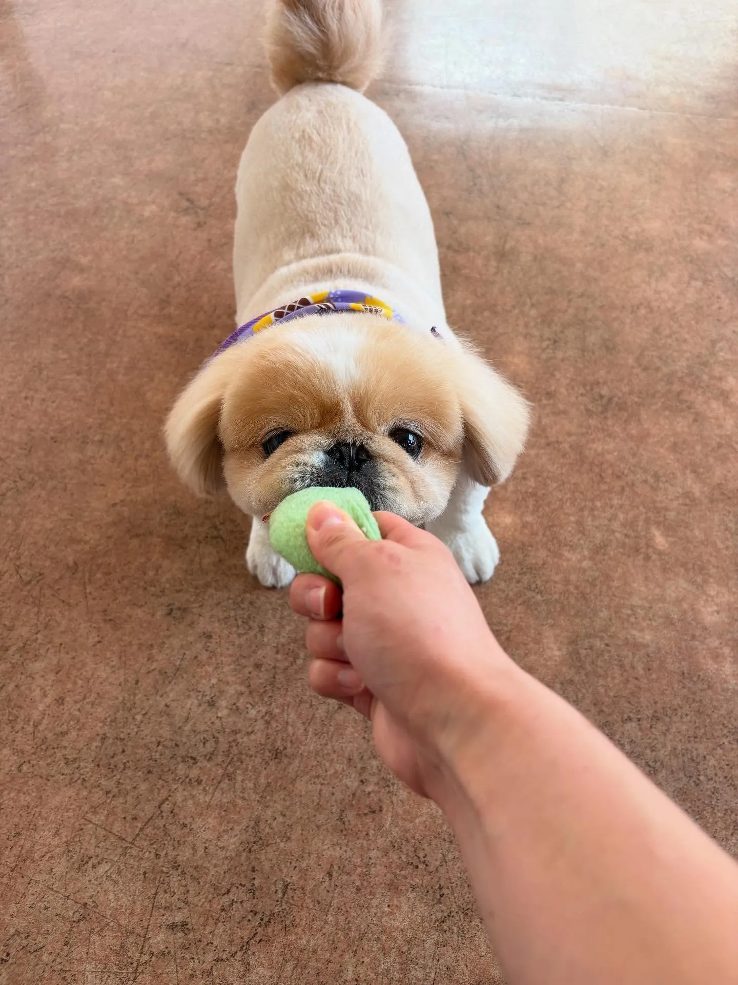 犬のトリミング✂️