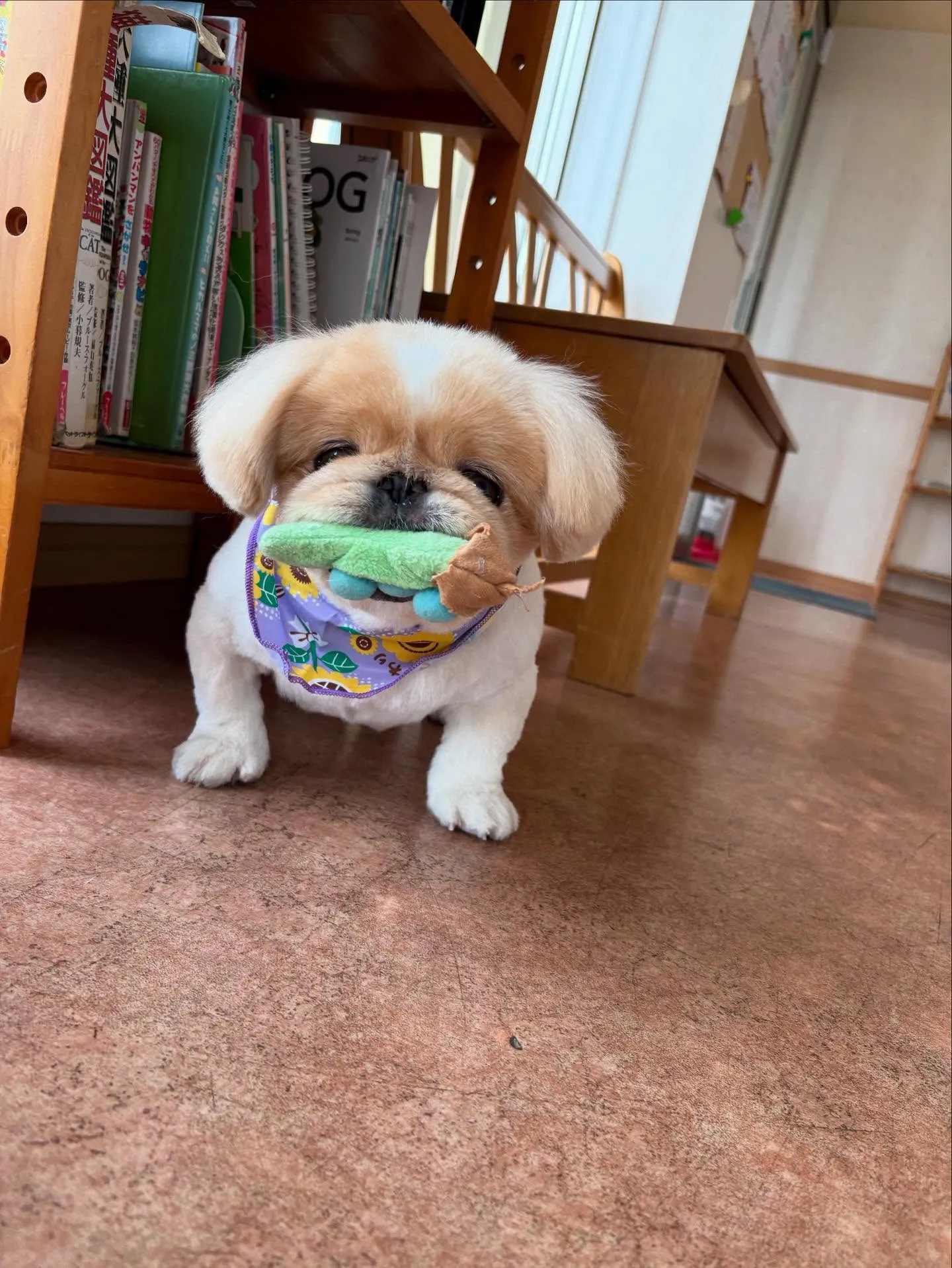 犬のトリミング✂️