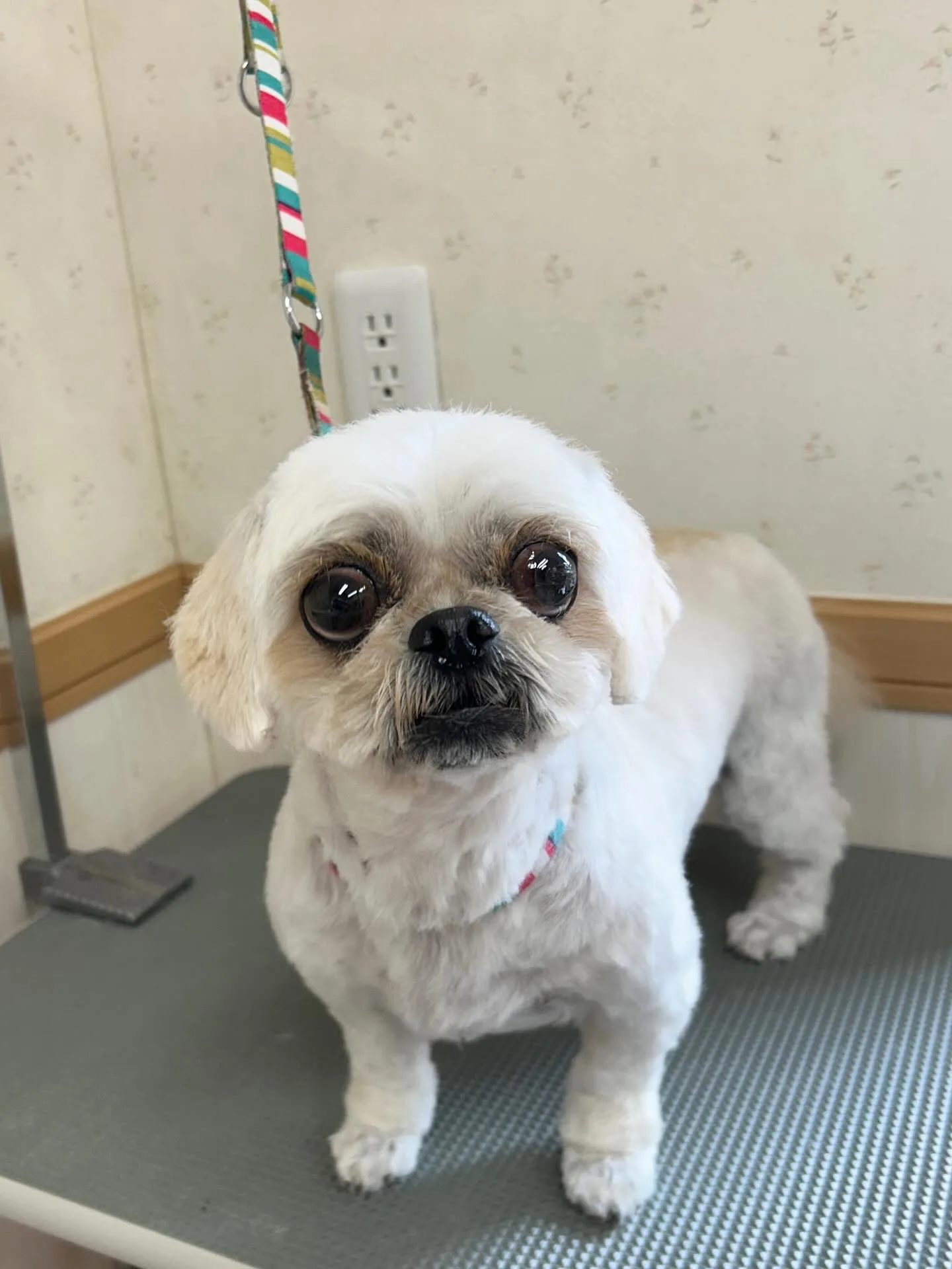 犬のトリミング✂️