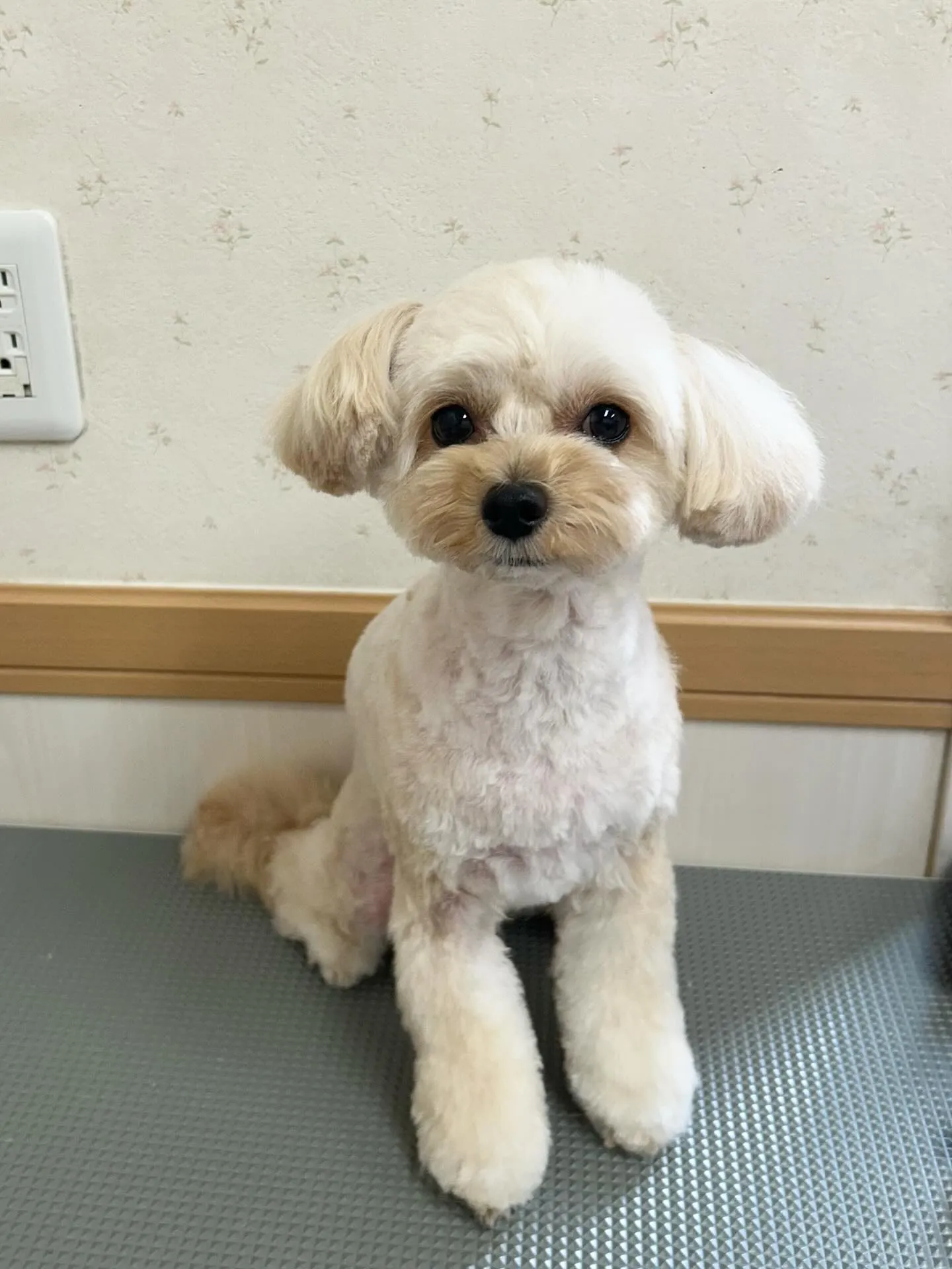 犬のトリミング✂️