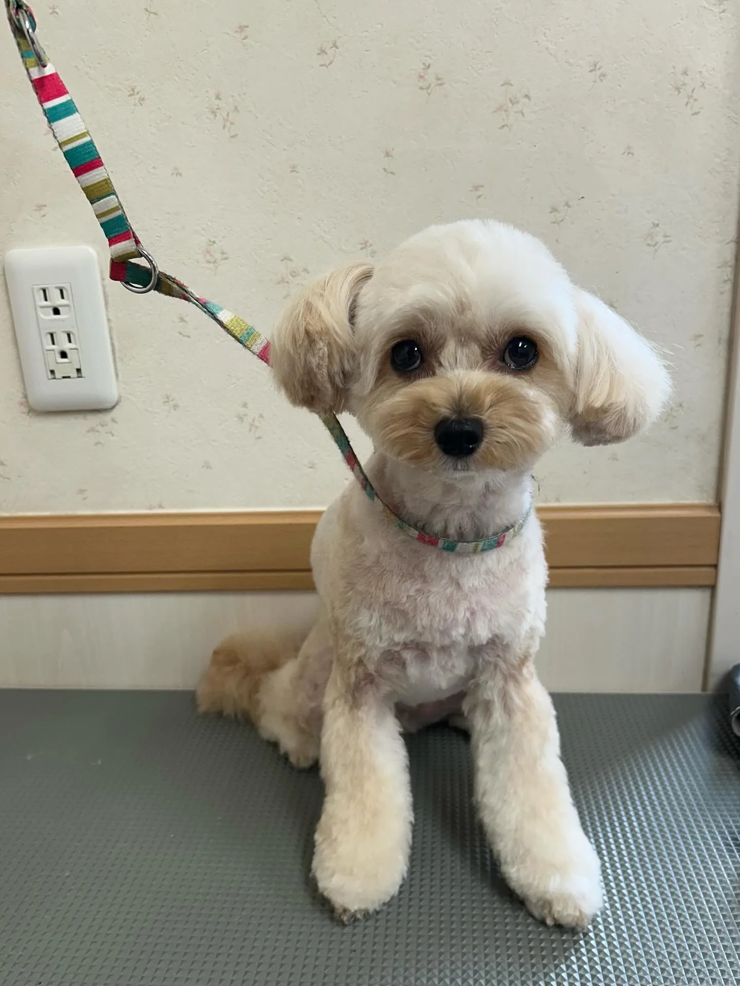 犬のトリミング✂️