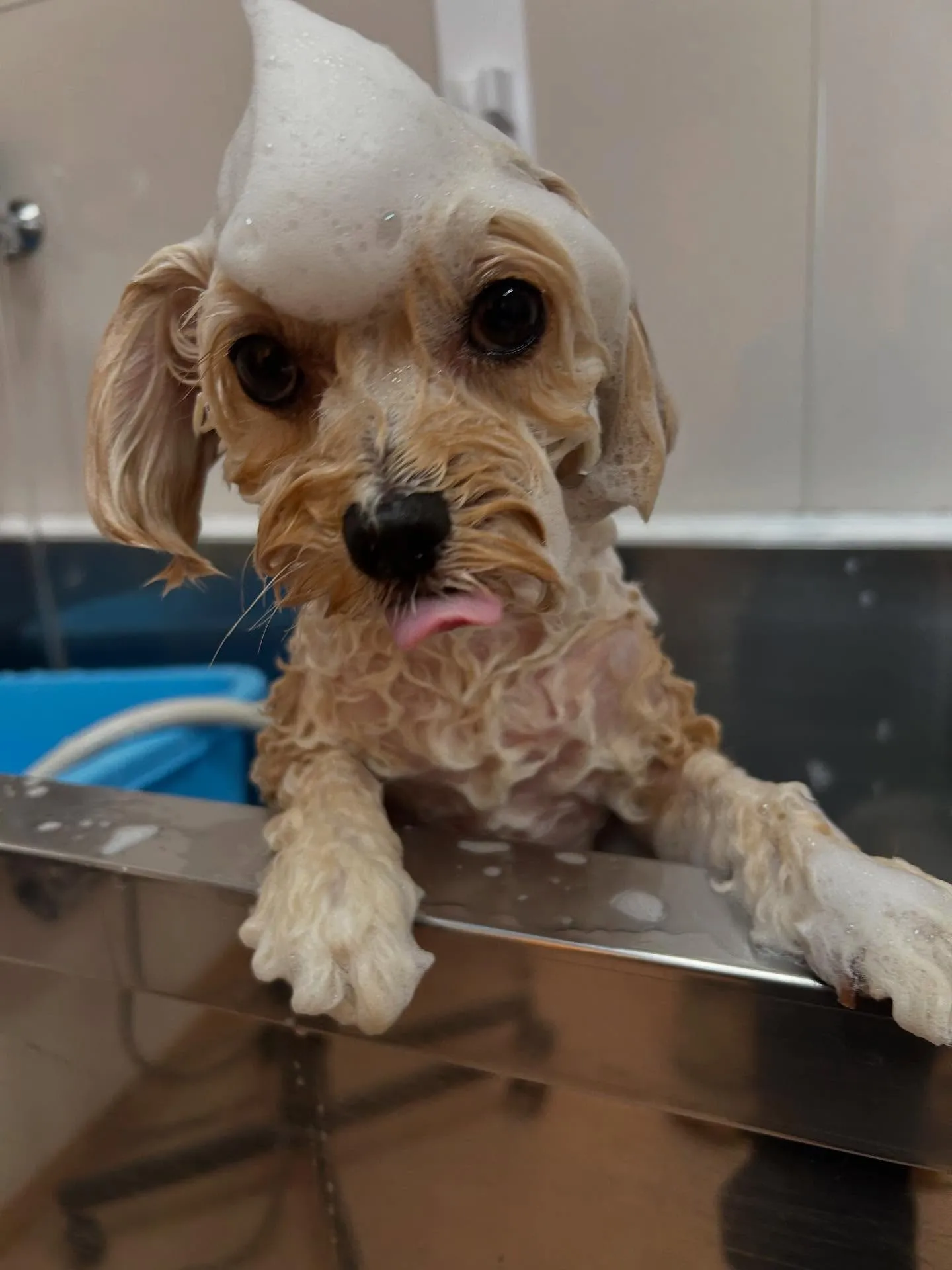 犬のトリミング✂️