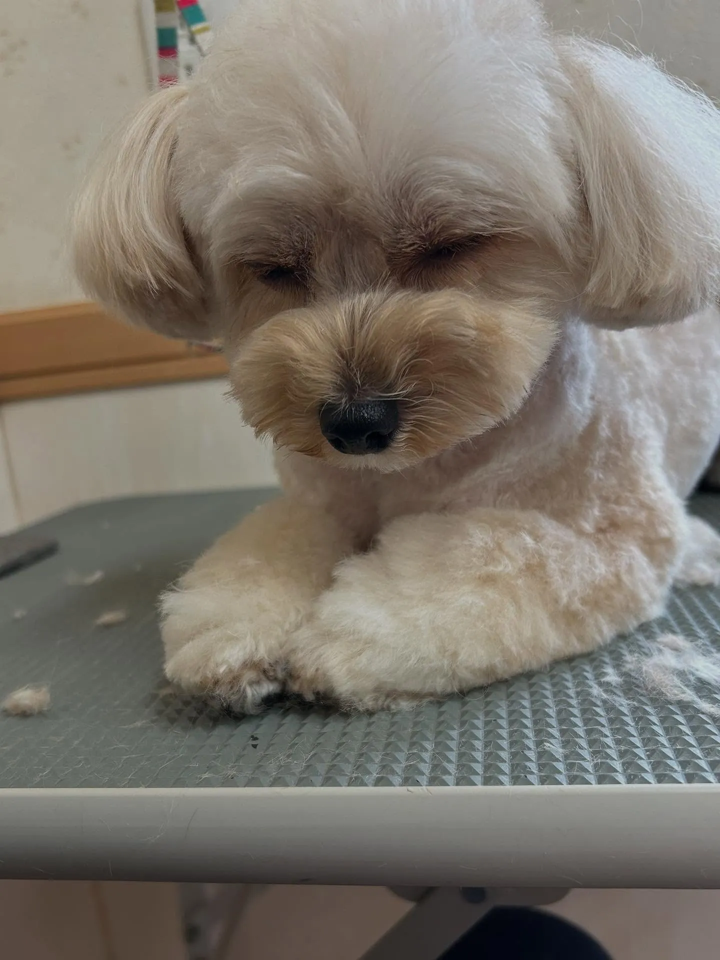 犬のトリミング✂️