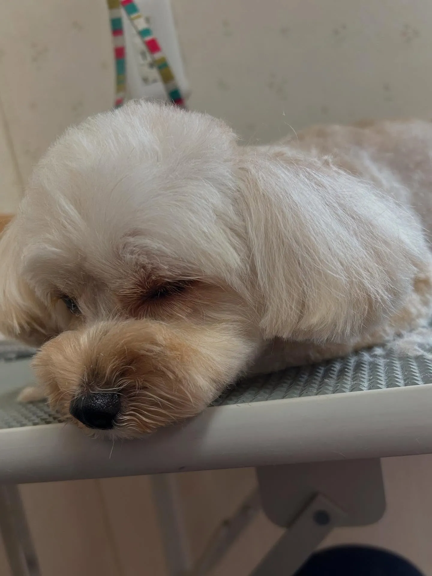 犬のトリミング✂️