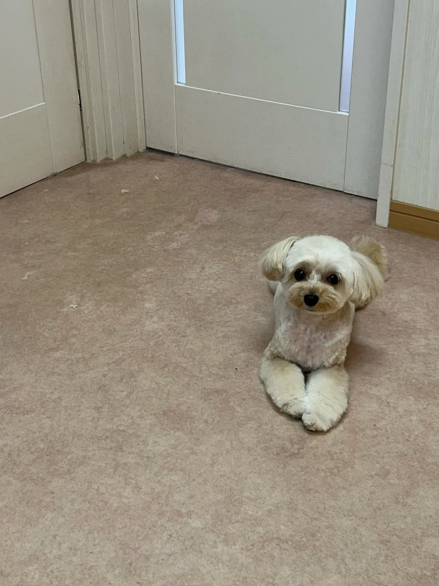 犬のトリミング✂️