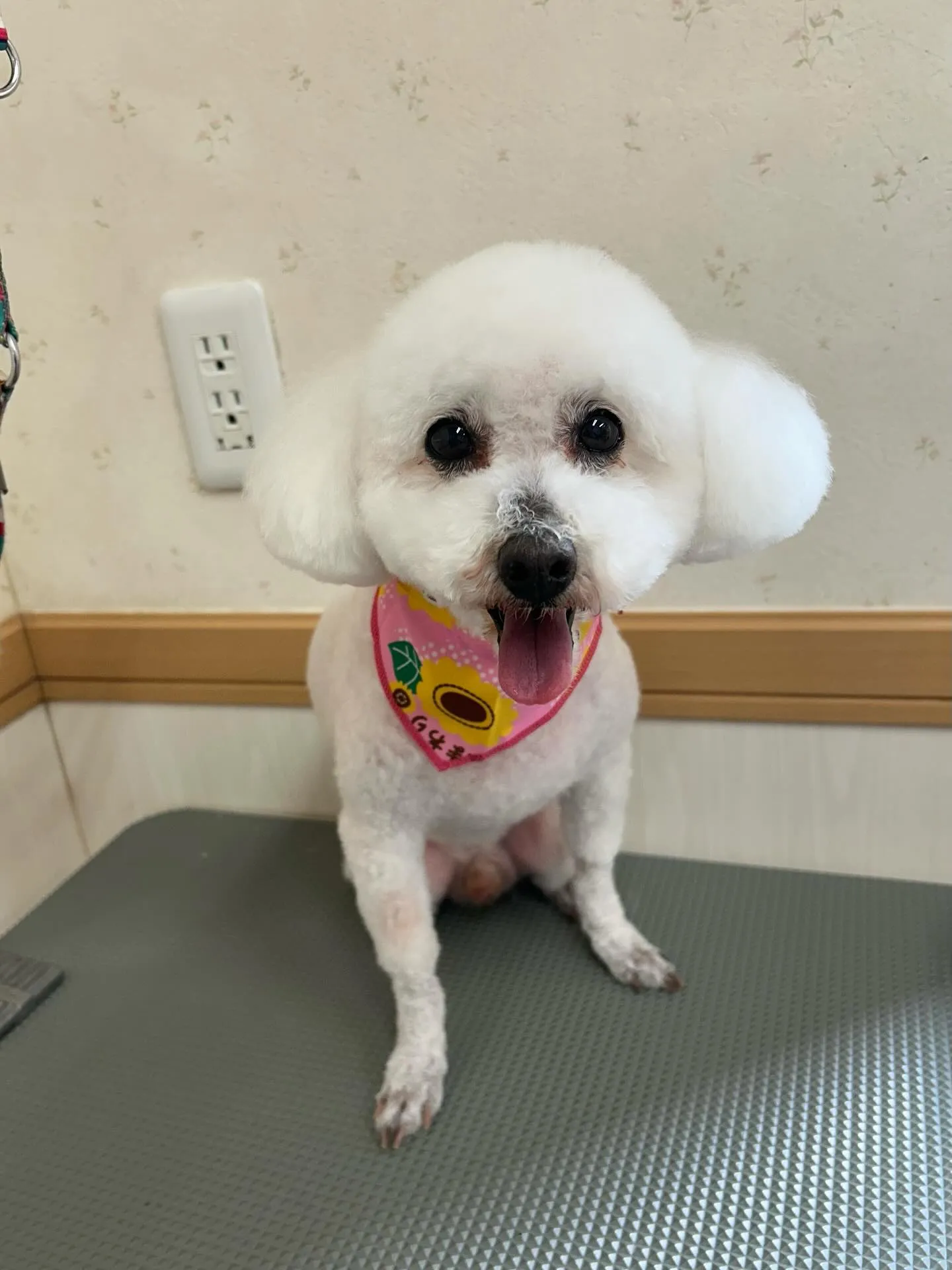 犬のトリミング✂️