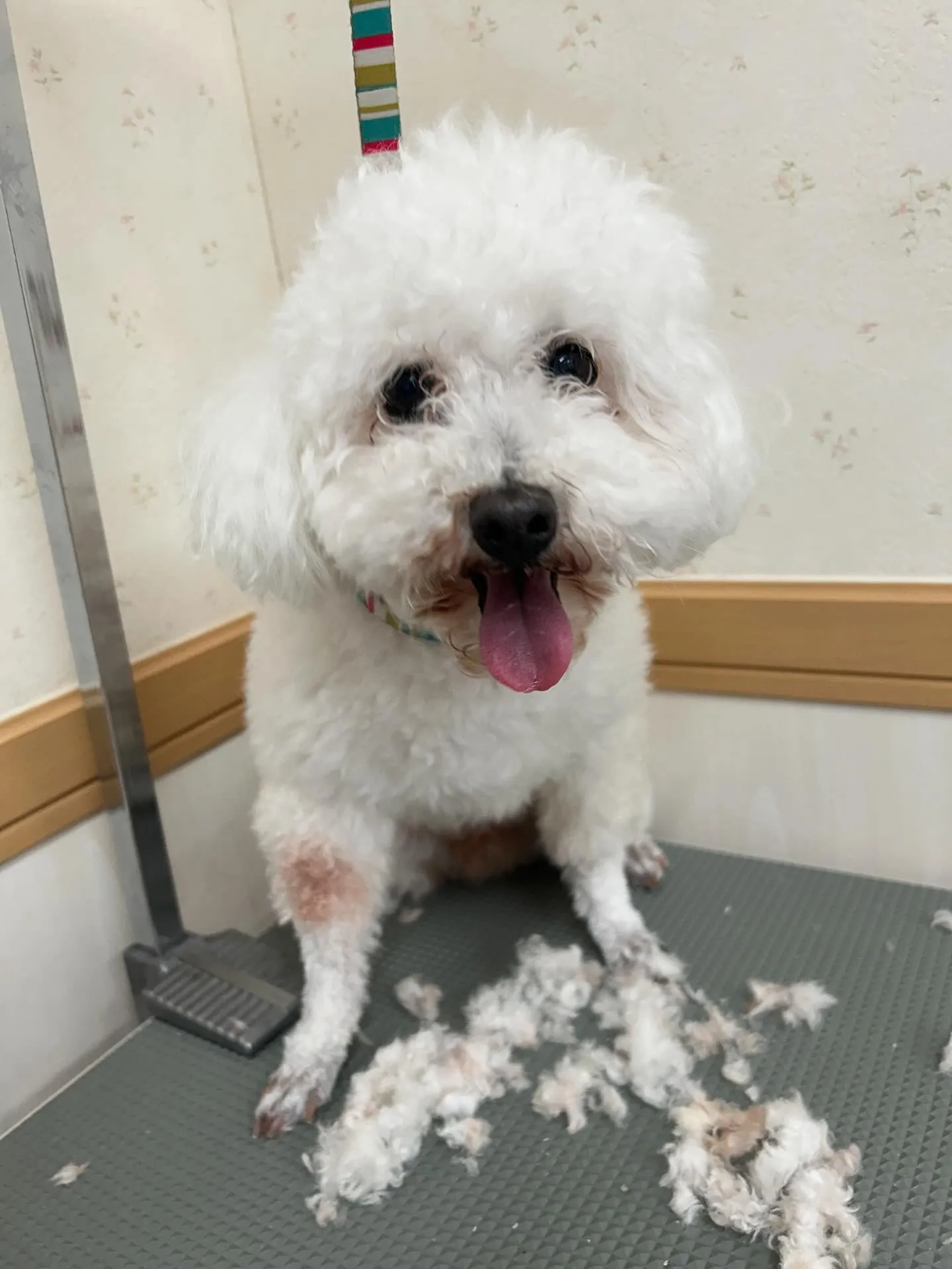 犬のトリミング✂️