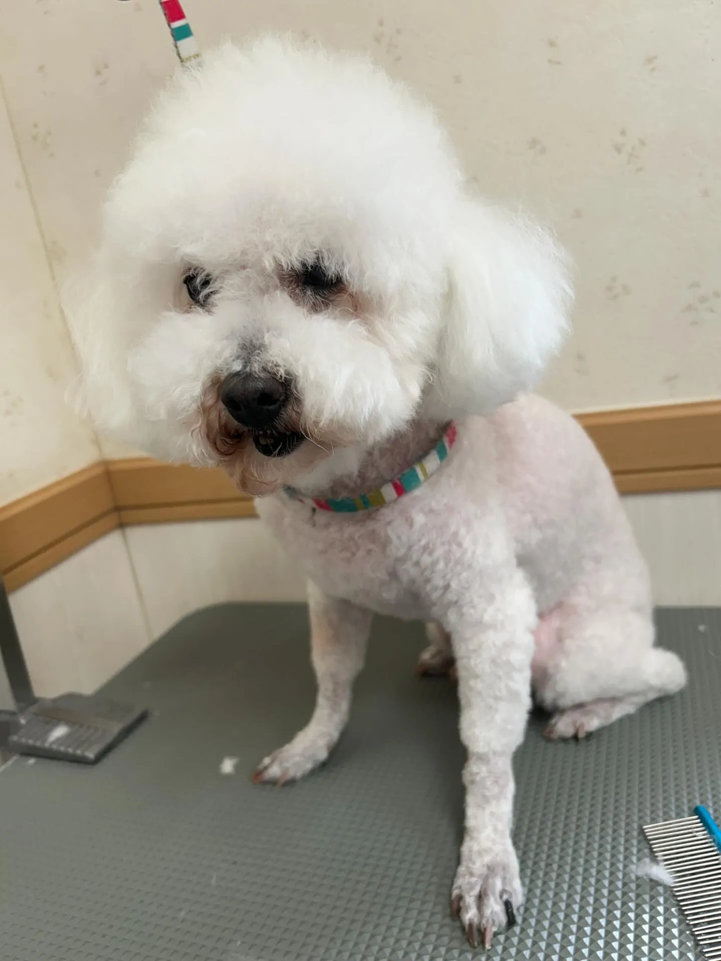 犬のトリミング✂️