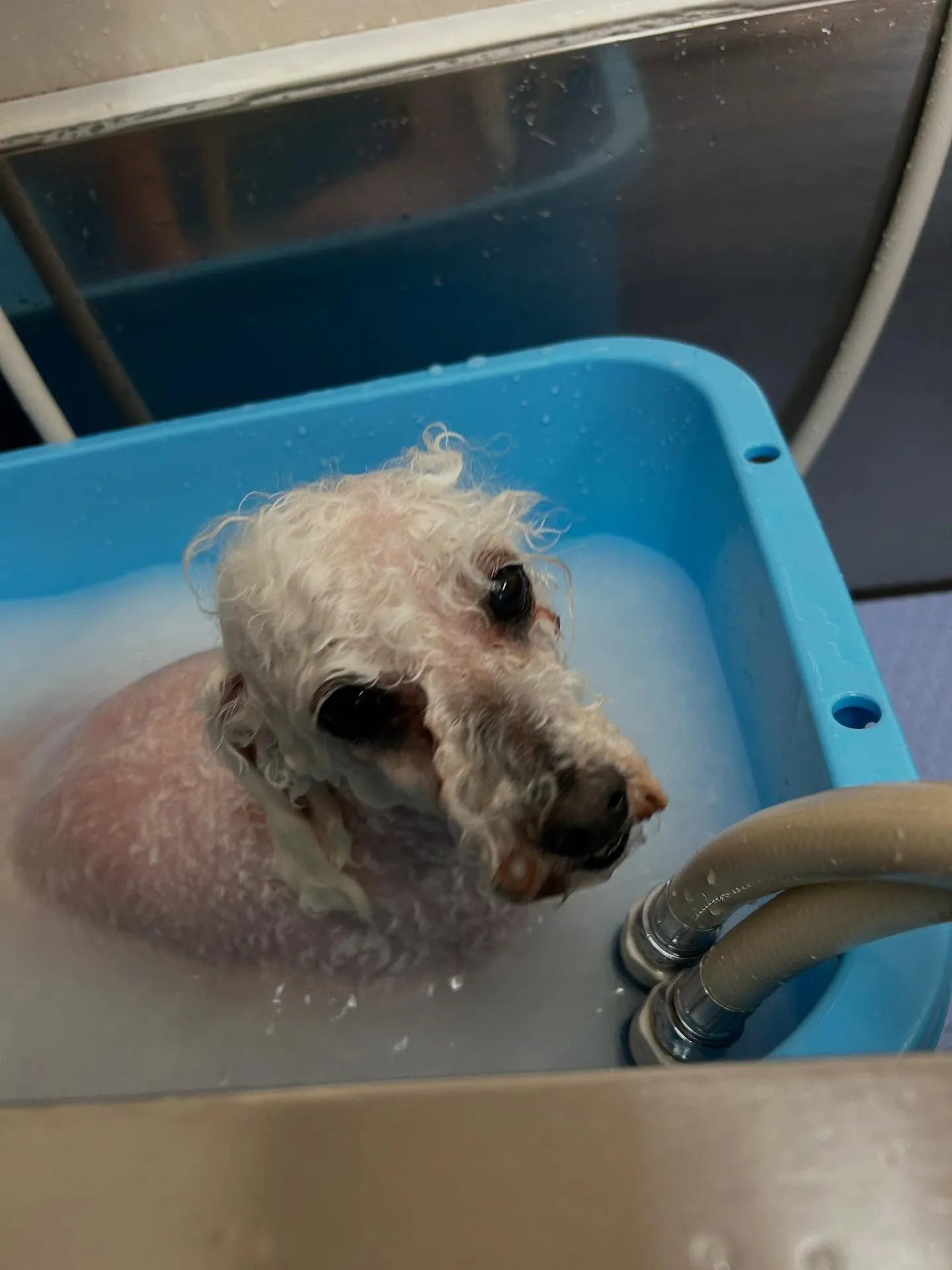 犬のトリミング✂️