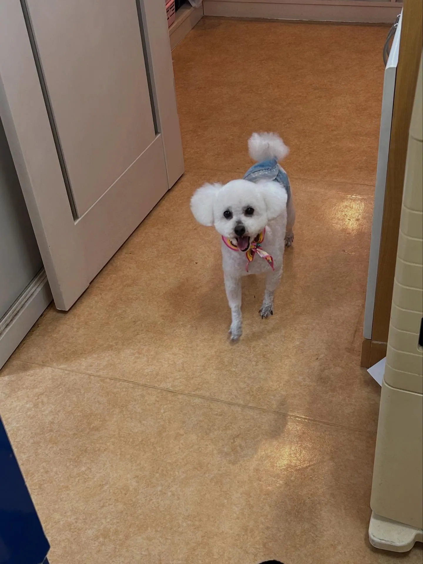 犬のトリミング✂️