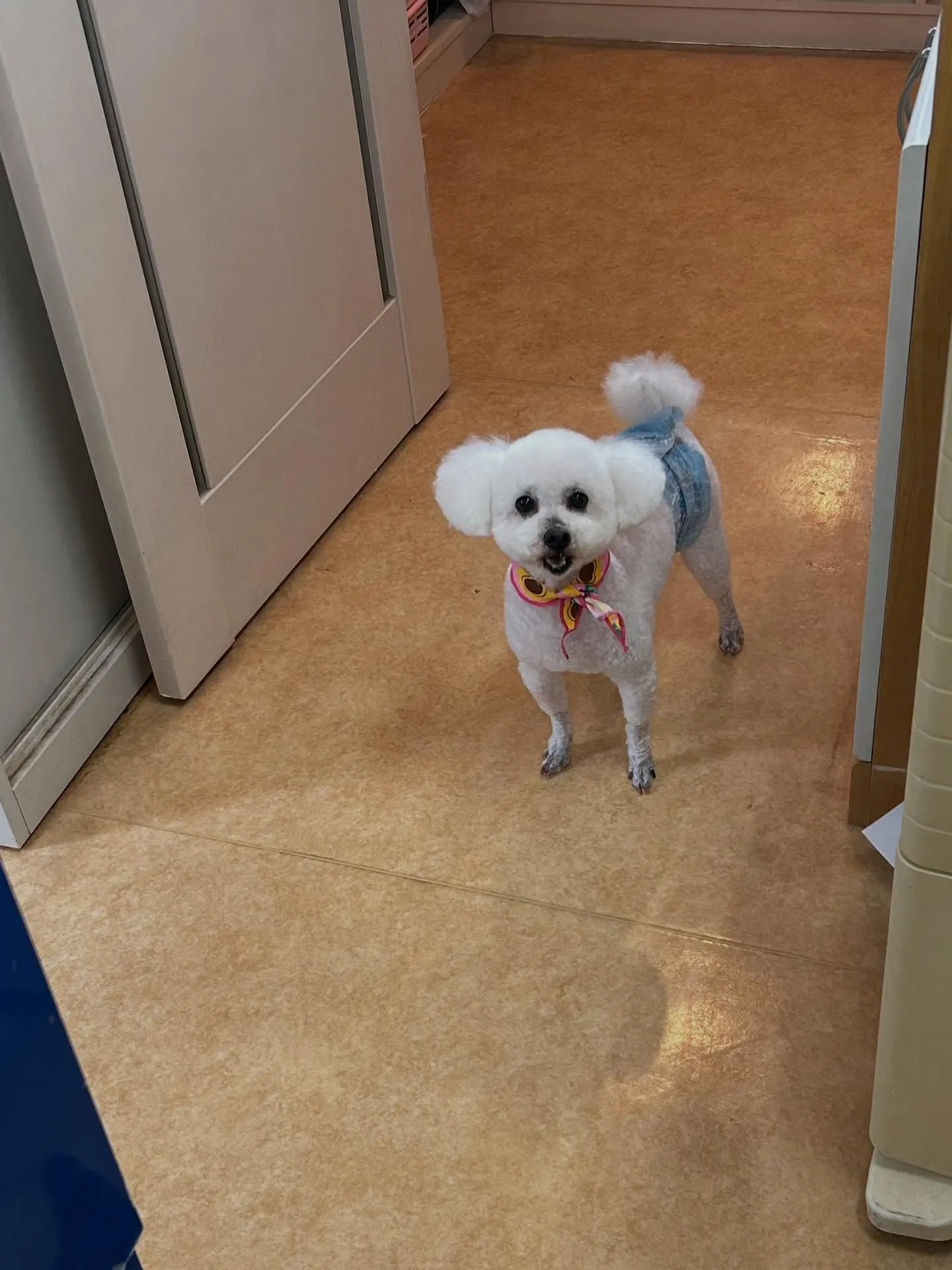 犬のトリミング✂️