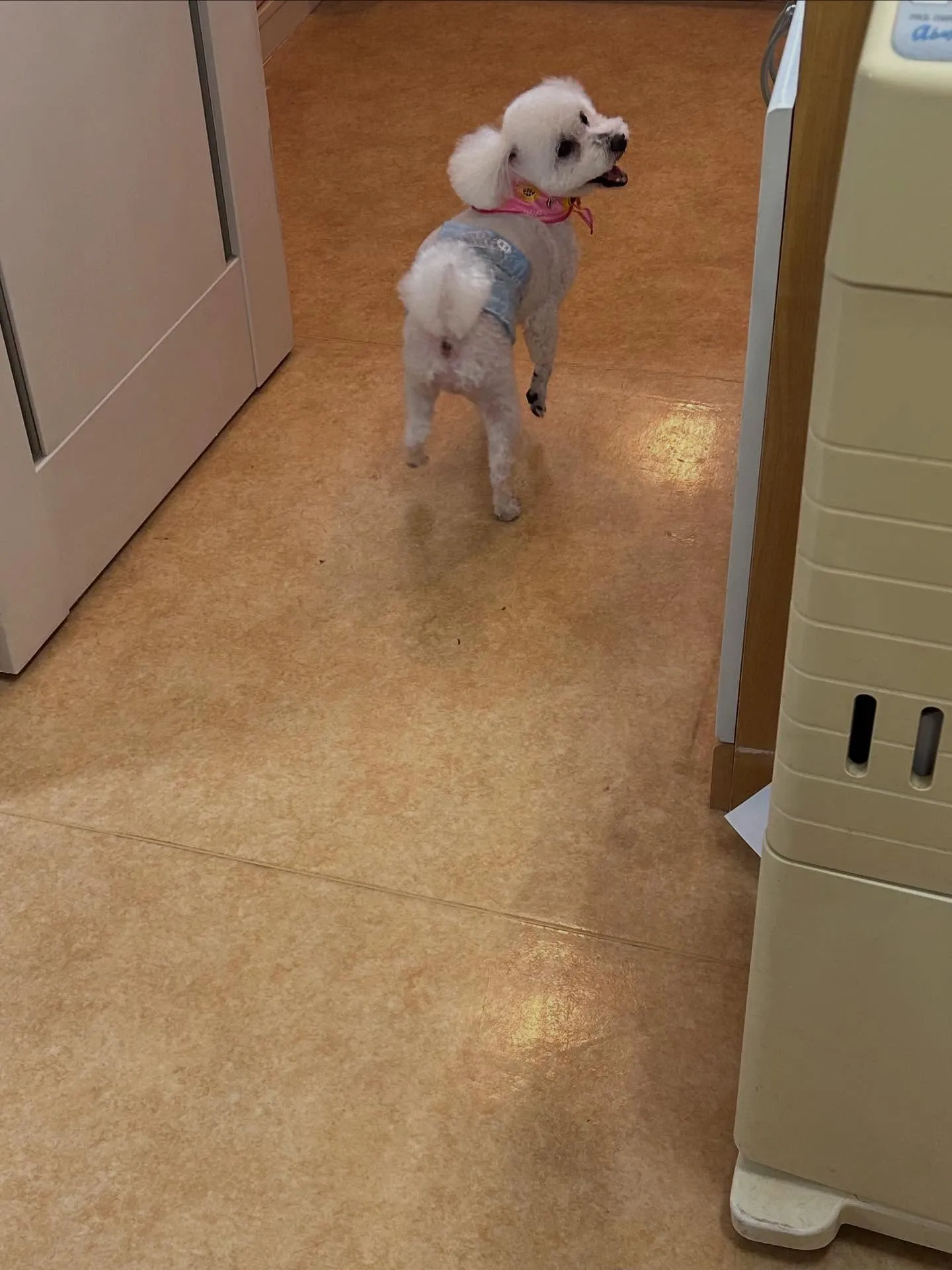 犬のトリミング✂️