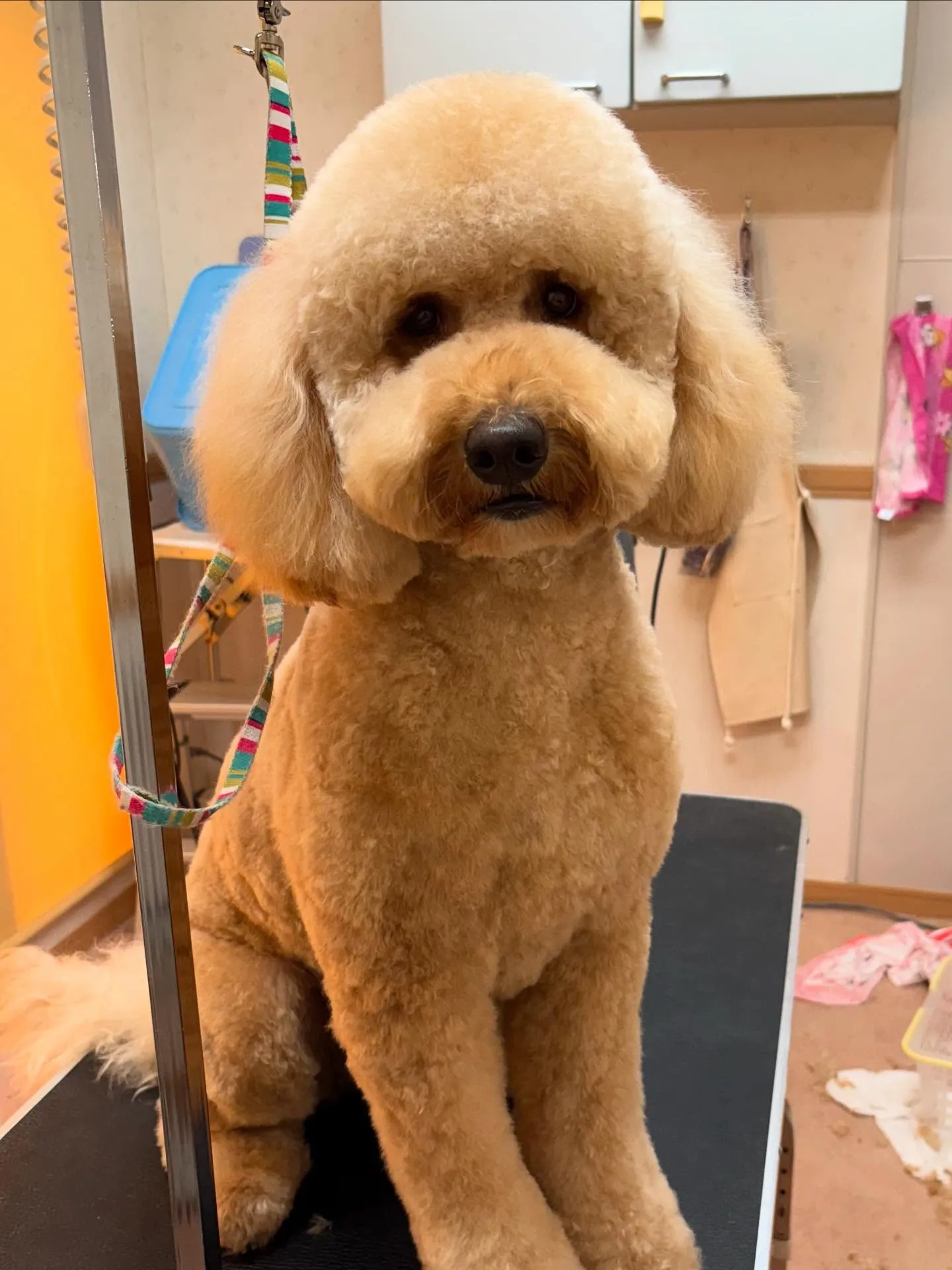 犬のトリミング✂️