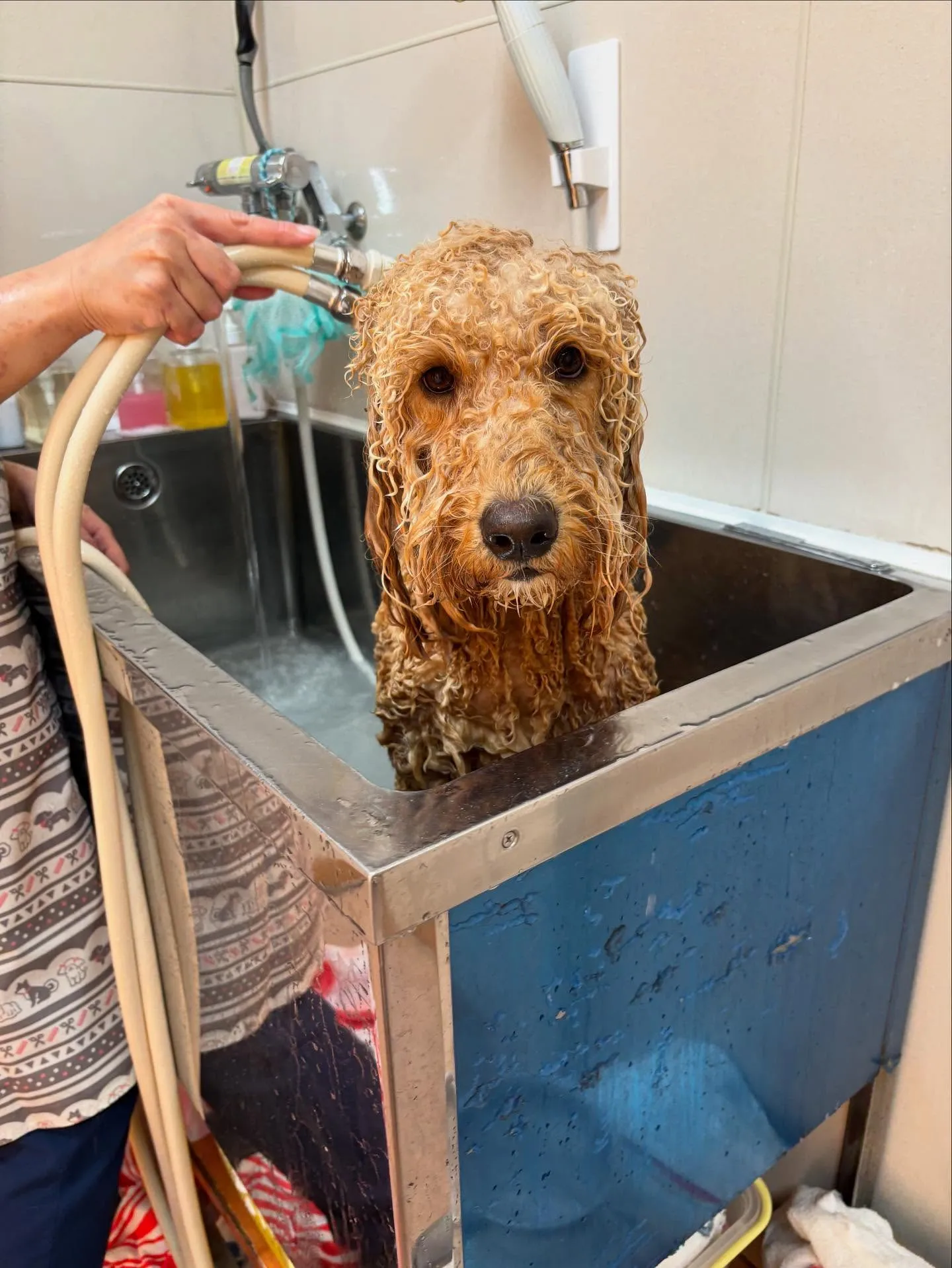 犬のトリミング✂️