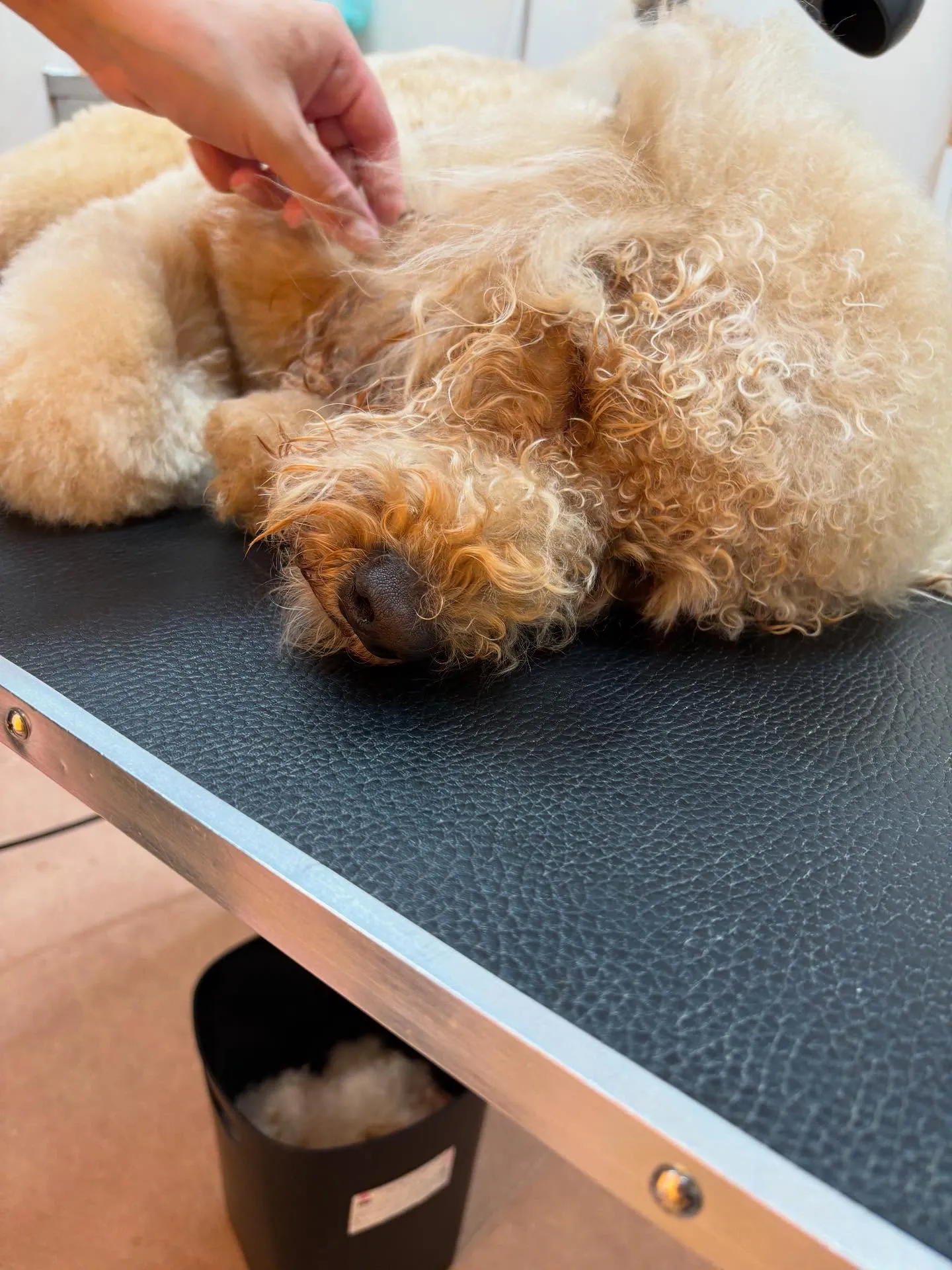 犬のトリミング✂️