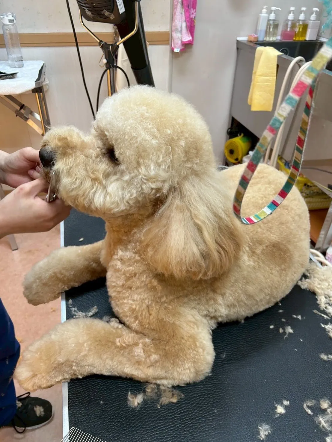 犬のトリミング✂️