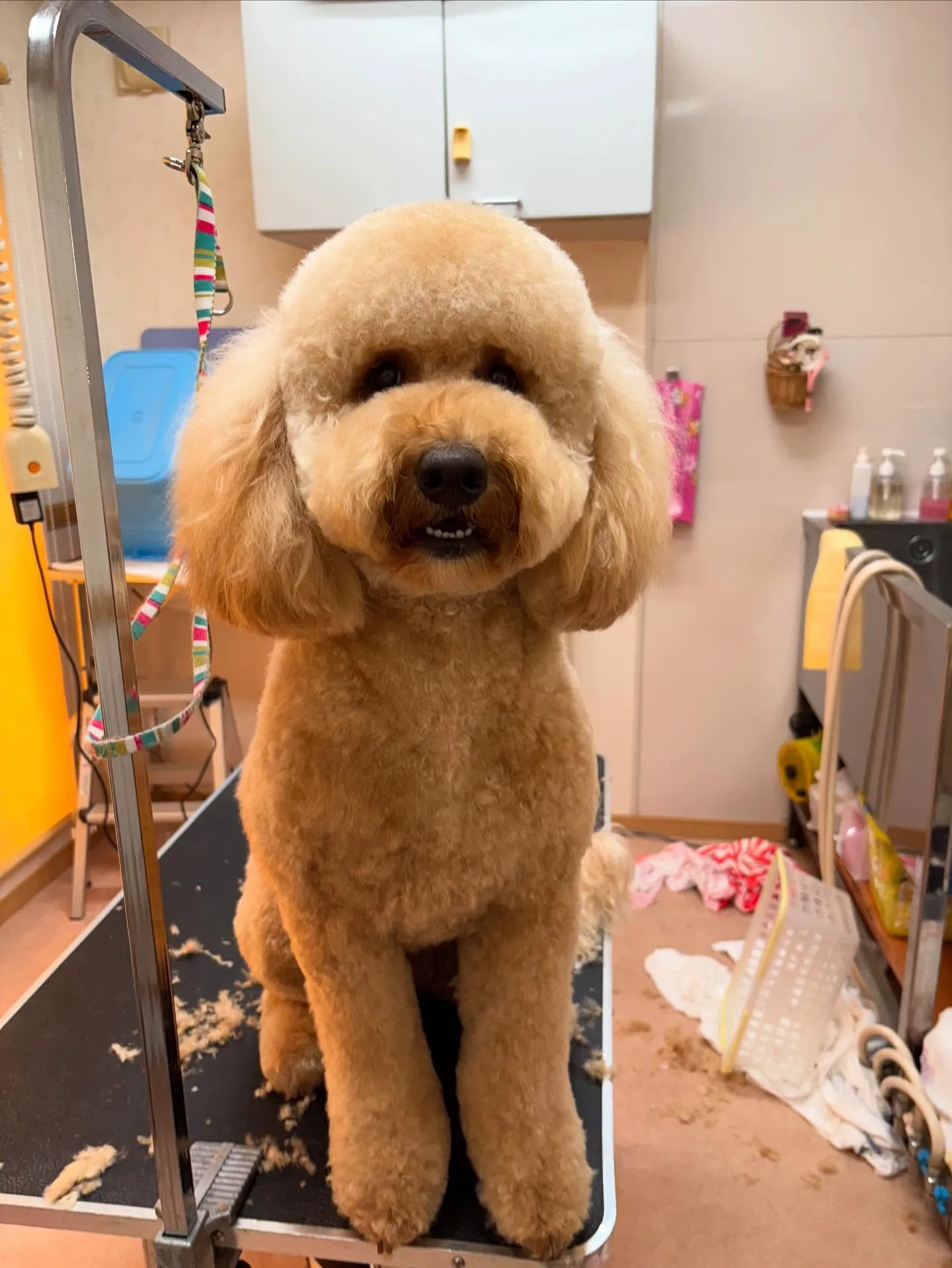 犬のトリミング✂️
