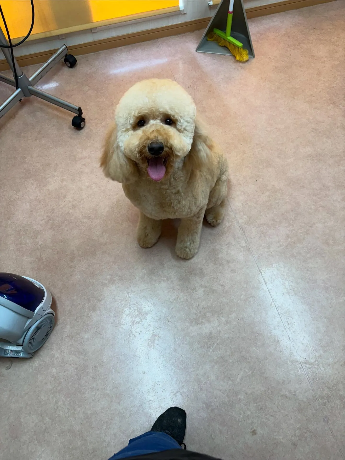 犬のトリミング✂️