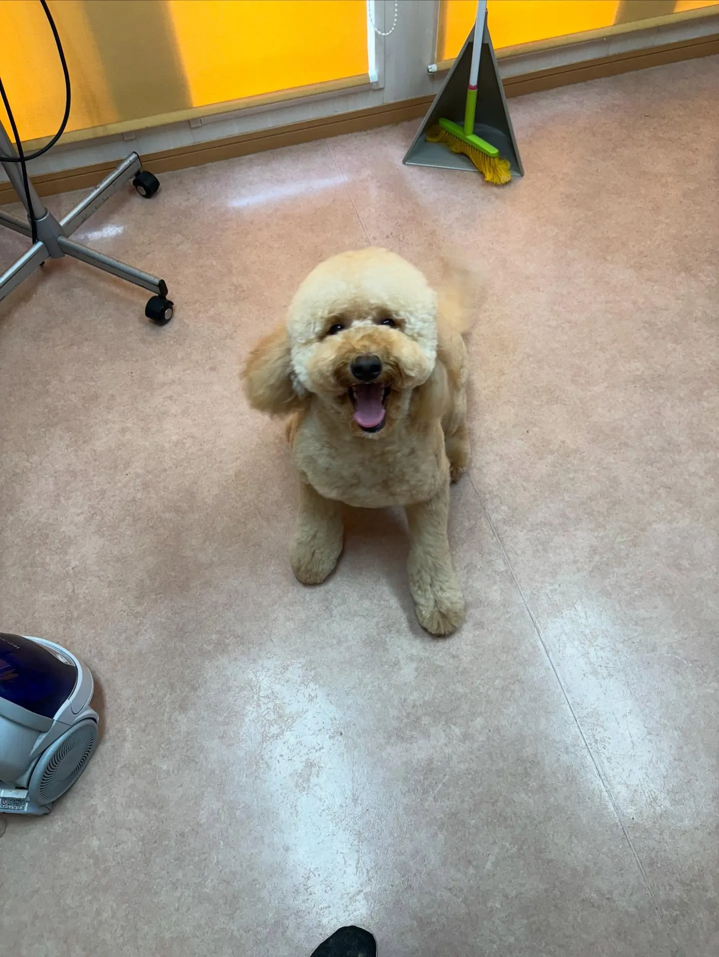 犬のトリミング✂️