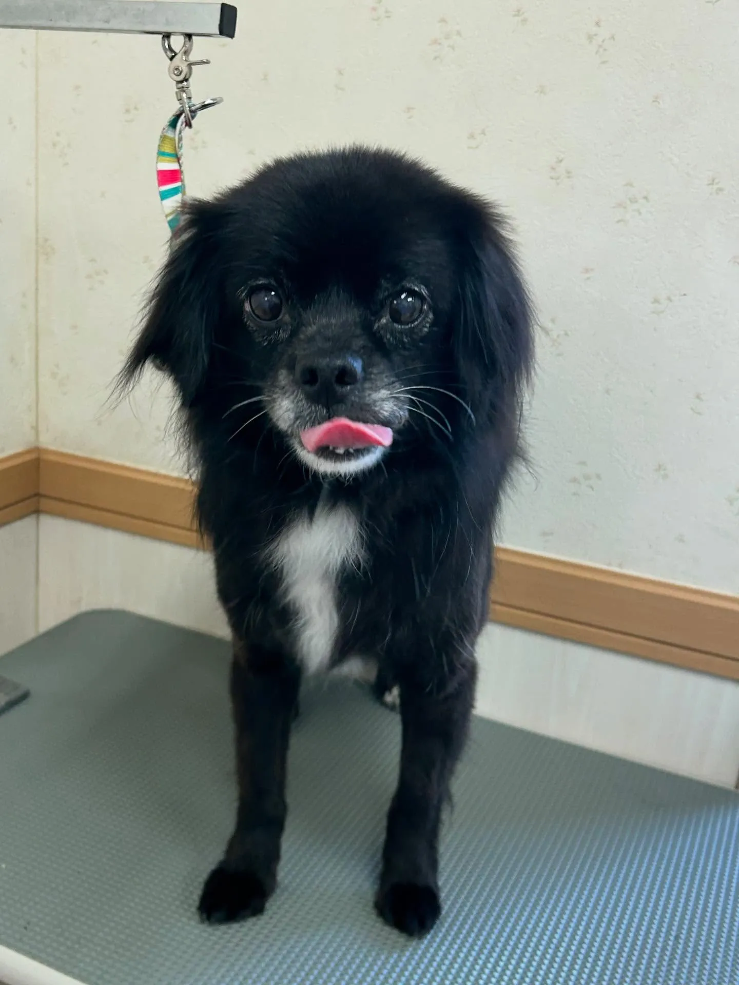 犬のシャンプー🫧