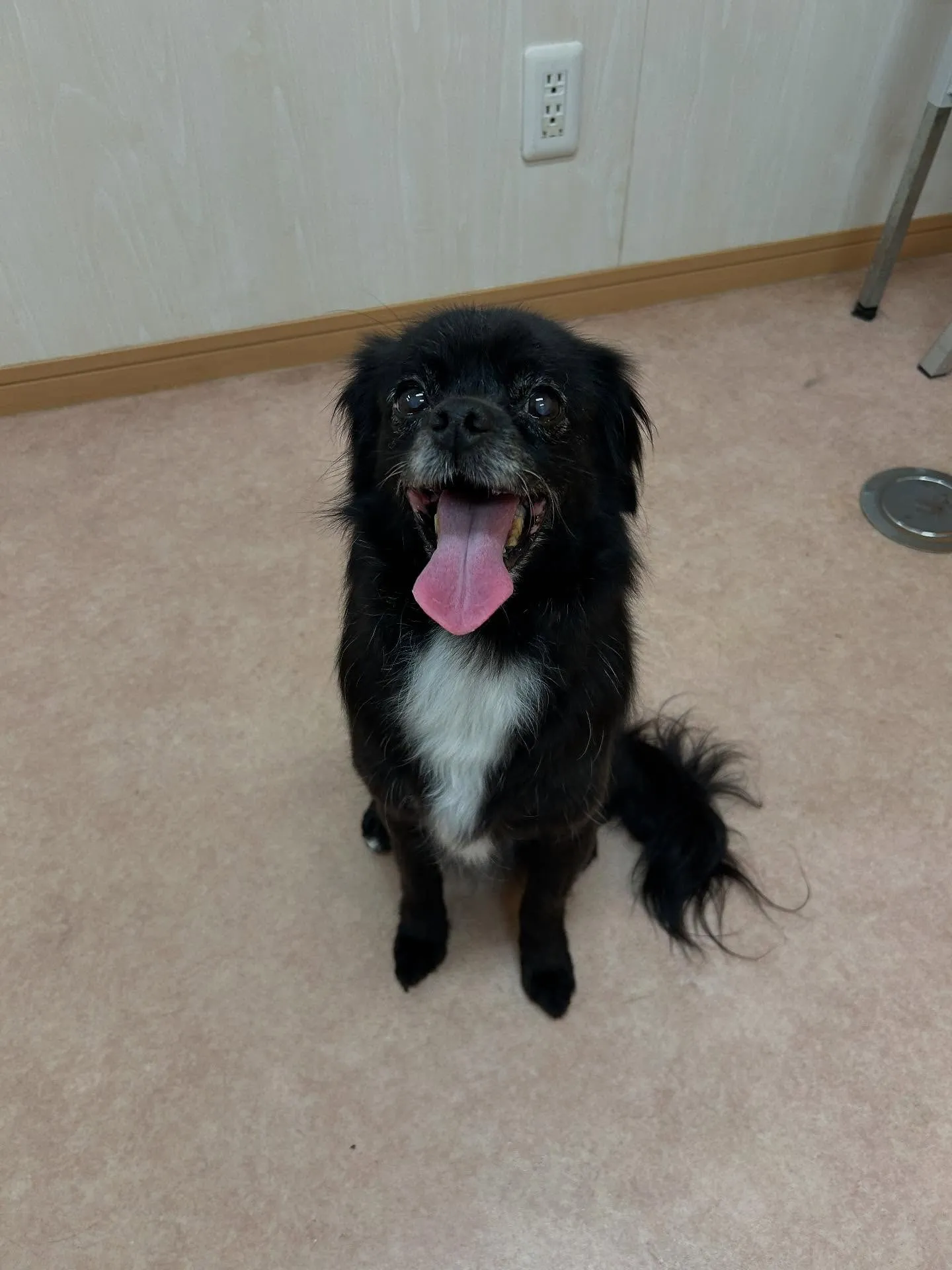 犬のシャンプー🫧