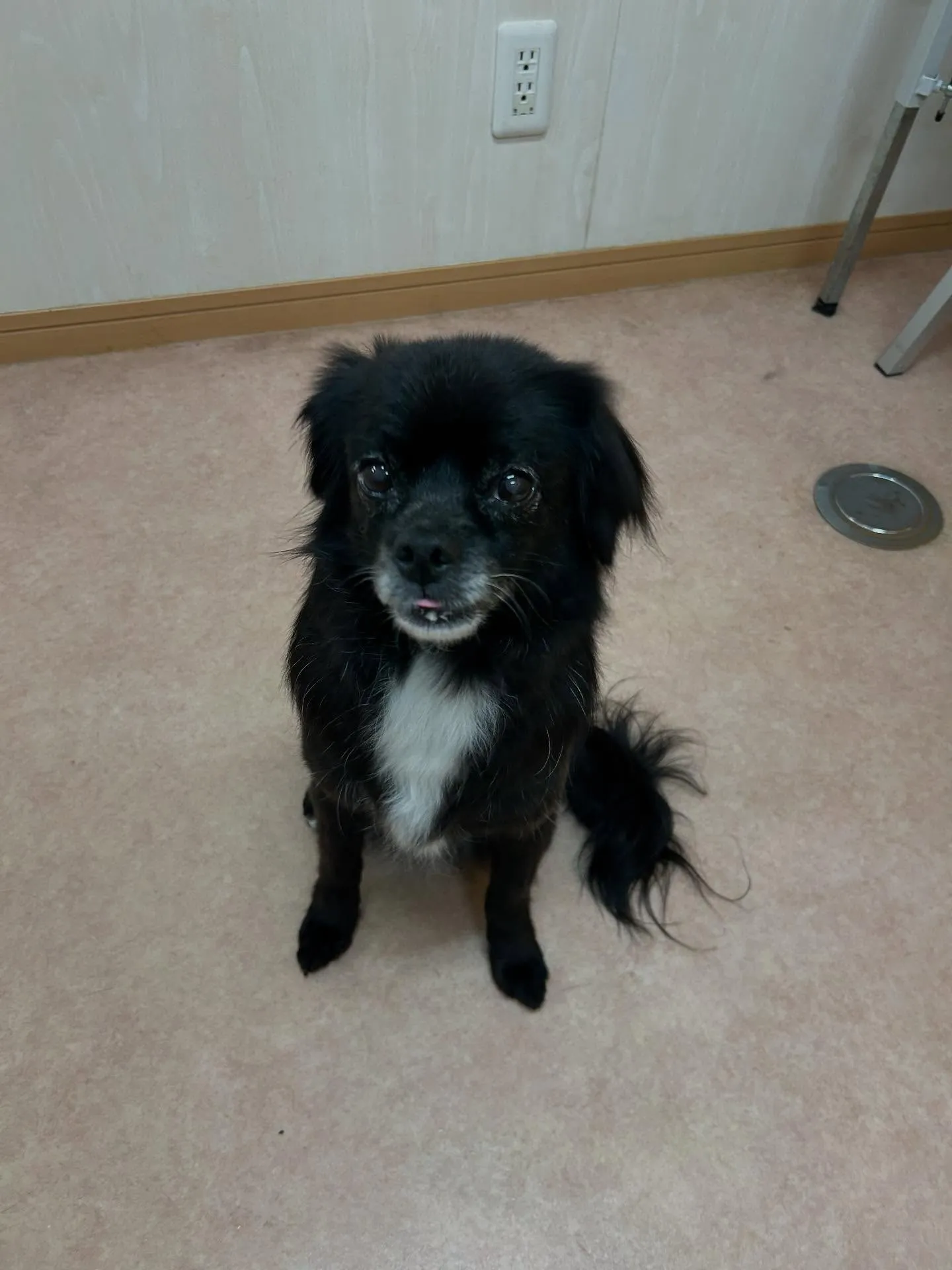 犬のシャンプー🫧