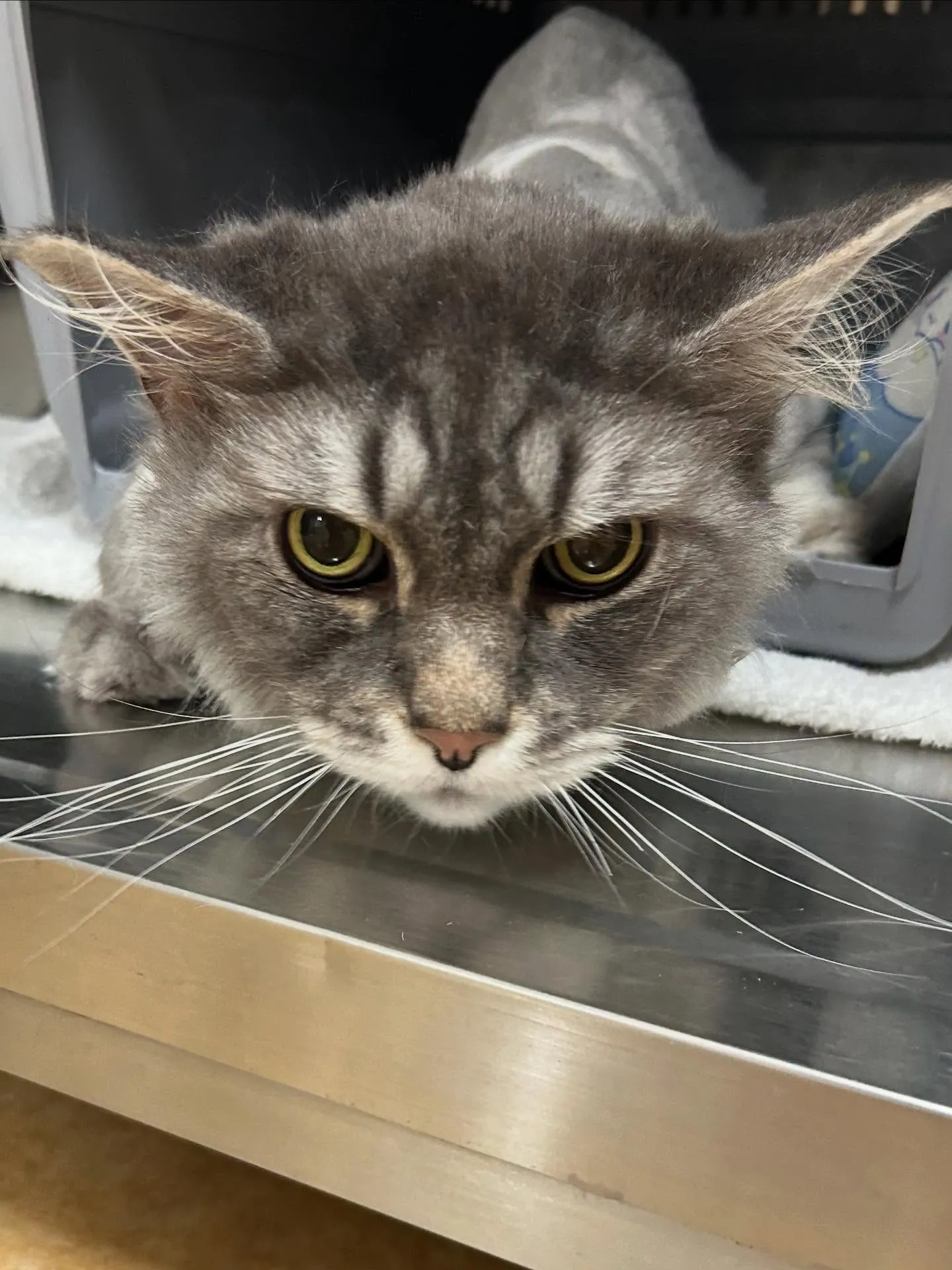 猫のトリミング✂️