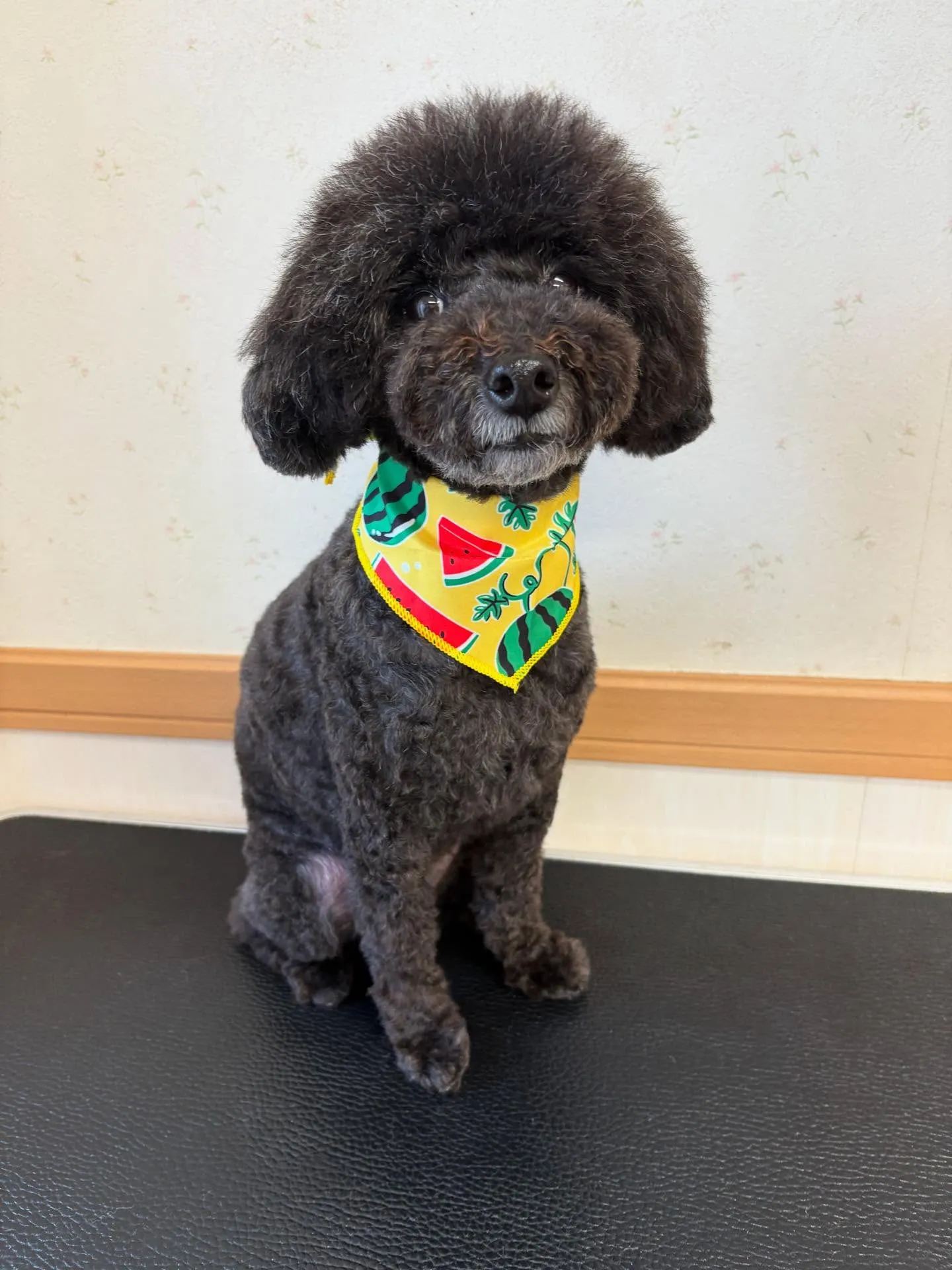犬のトリミング✂️