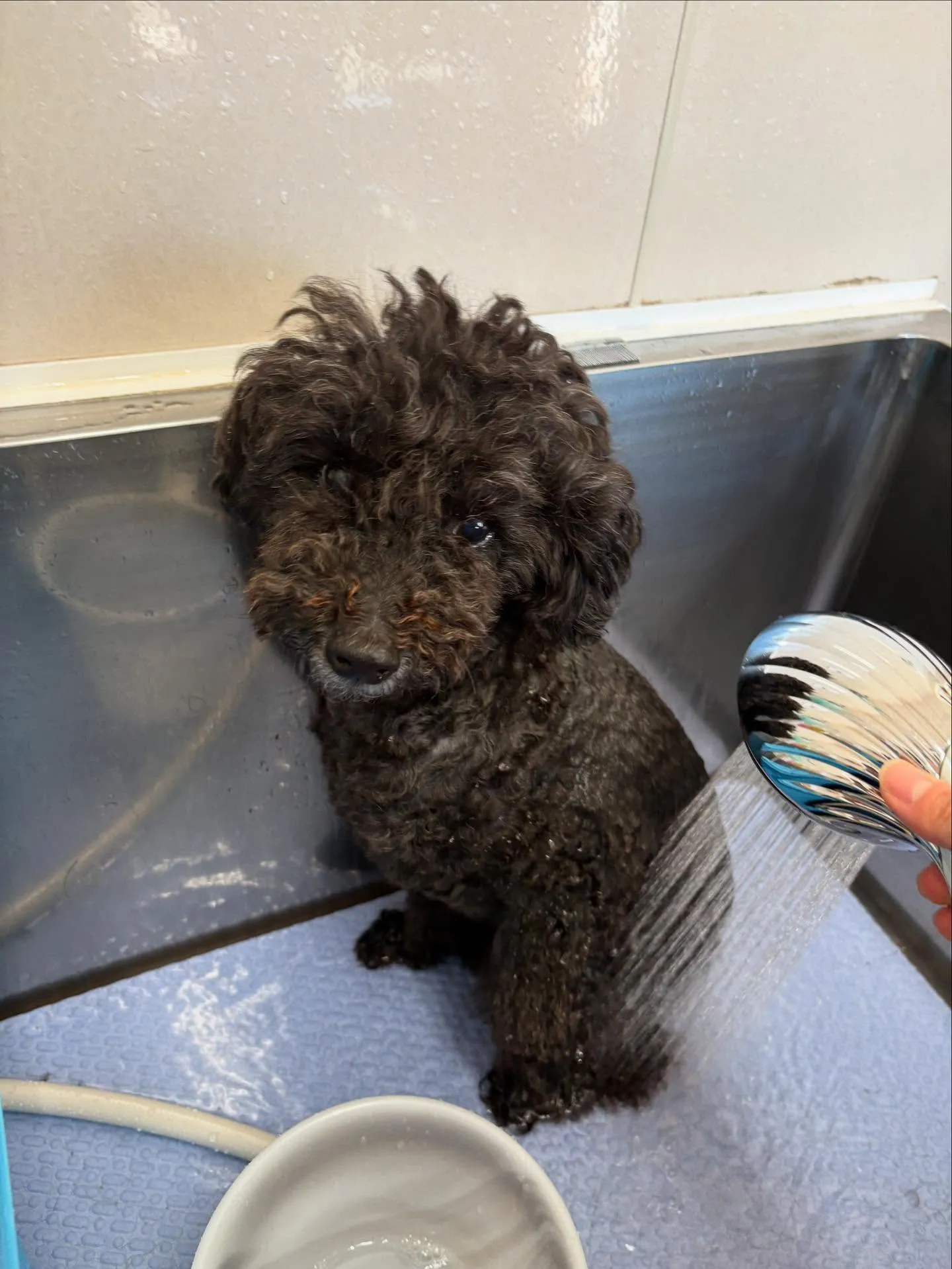 犬のトリミング✂️