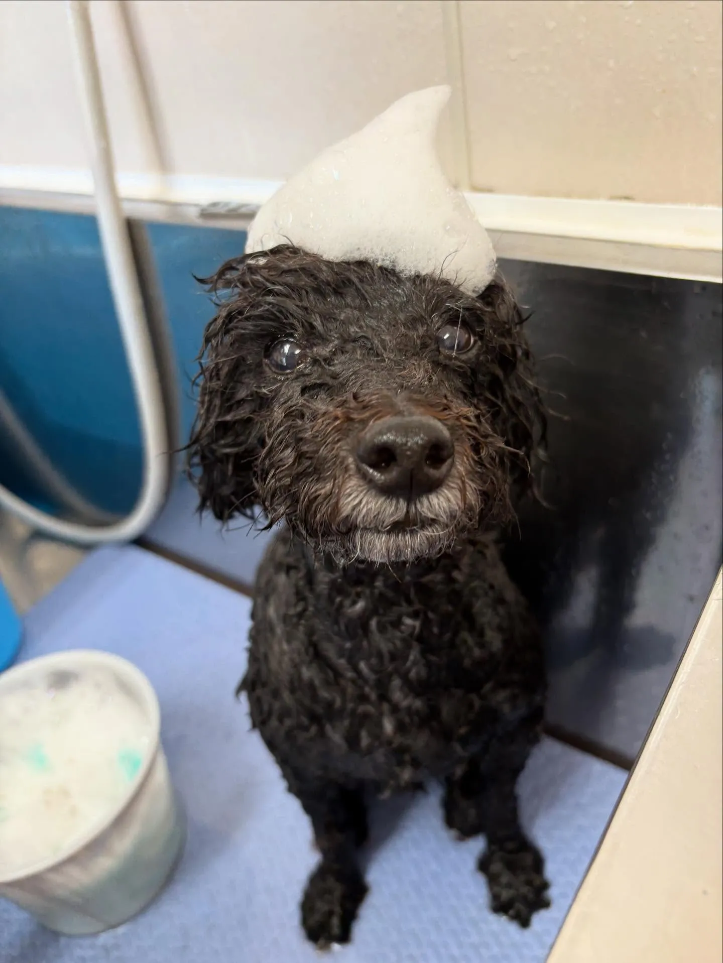 犬のトリミング✂️