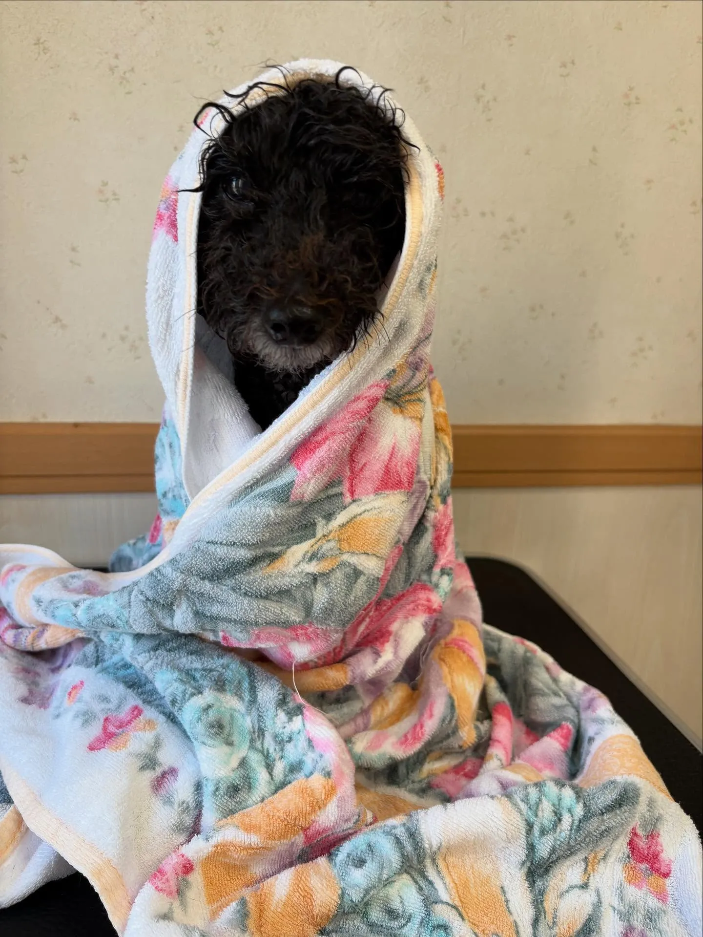 犬のトリミング✂️