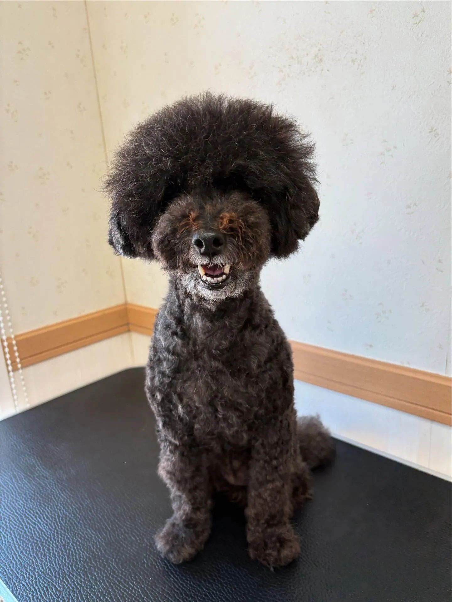 犬のトリミング✂️