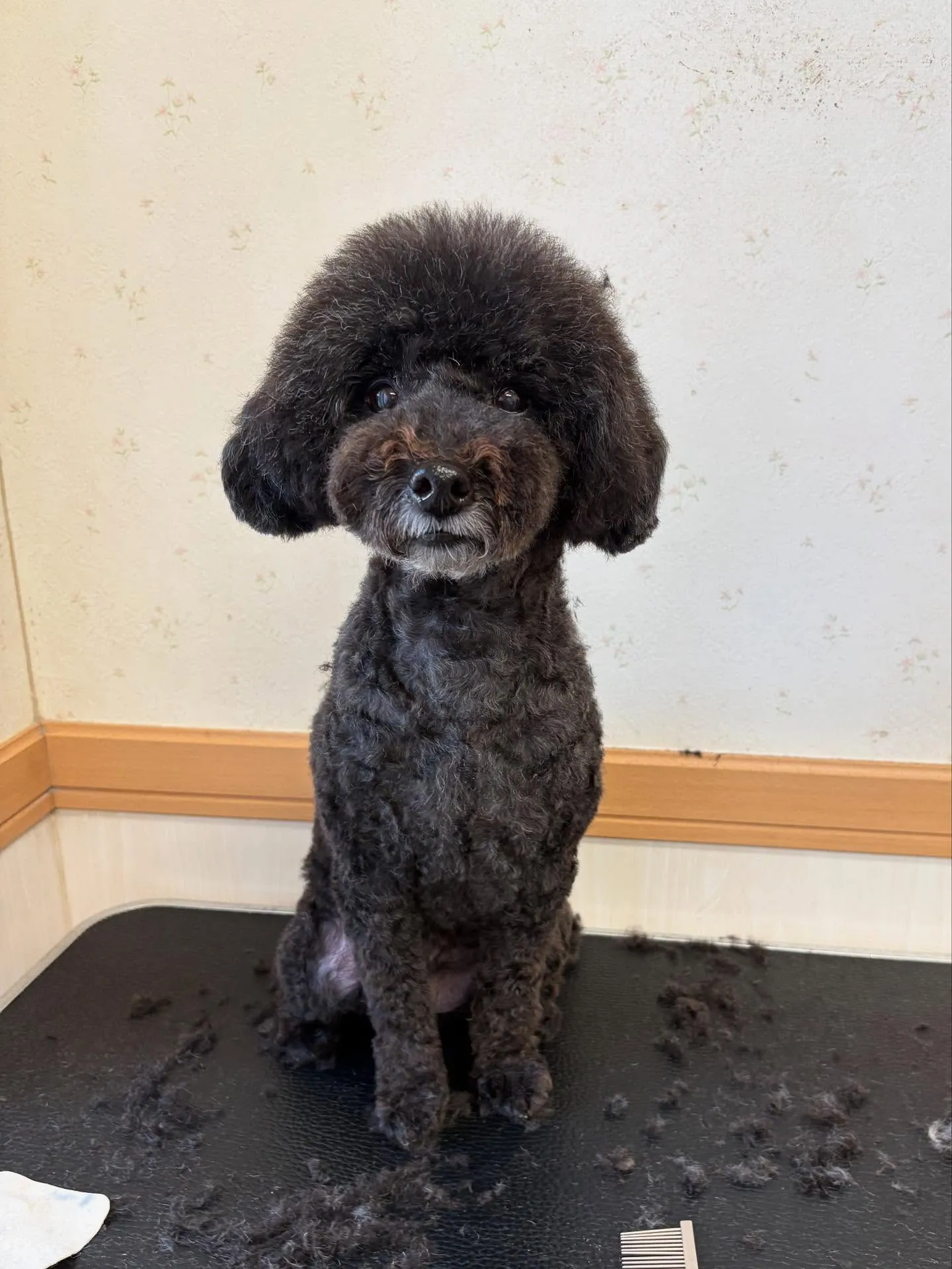 犬のトリミング✂️