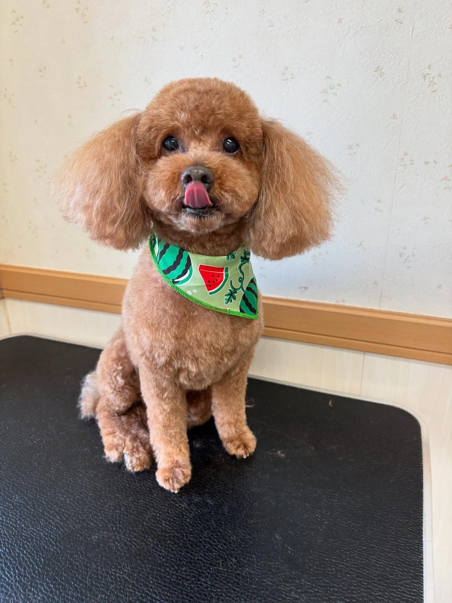 犬のトリミング✂️