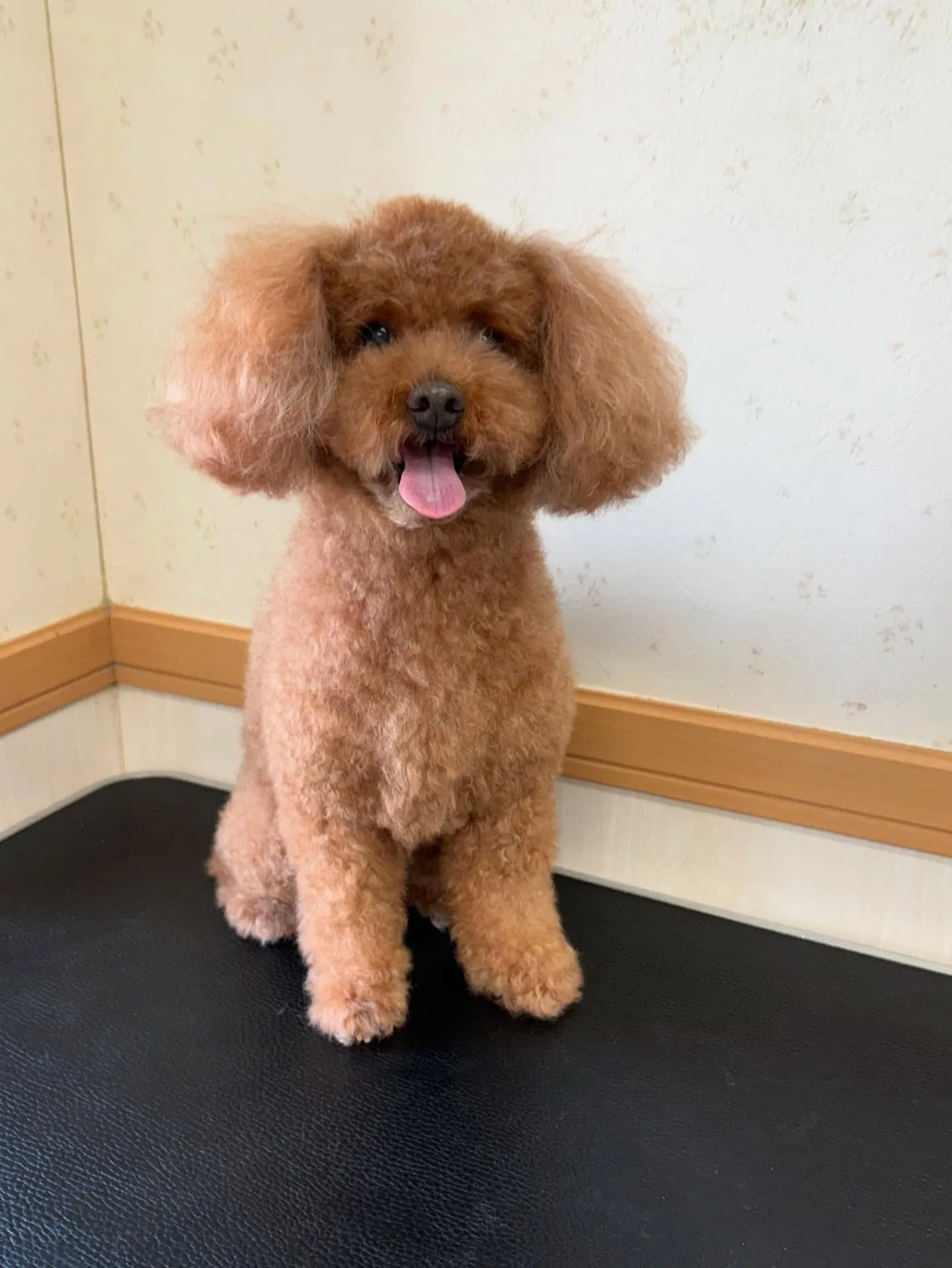 犬のトリミング✂️