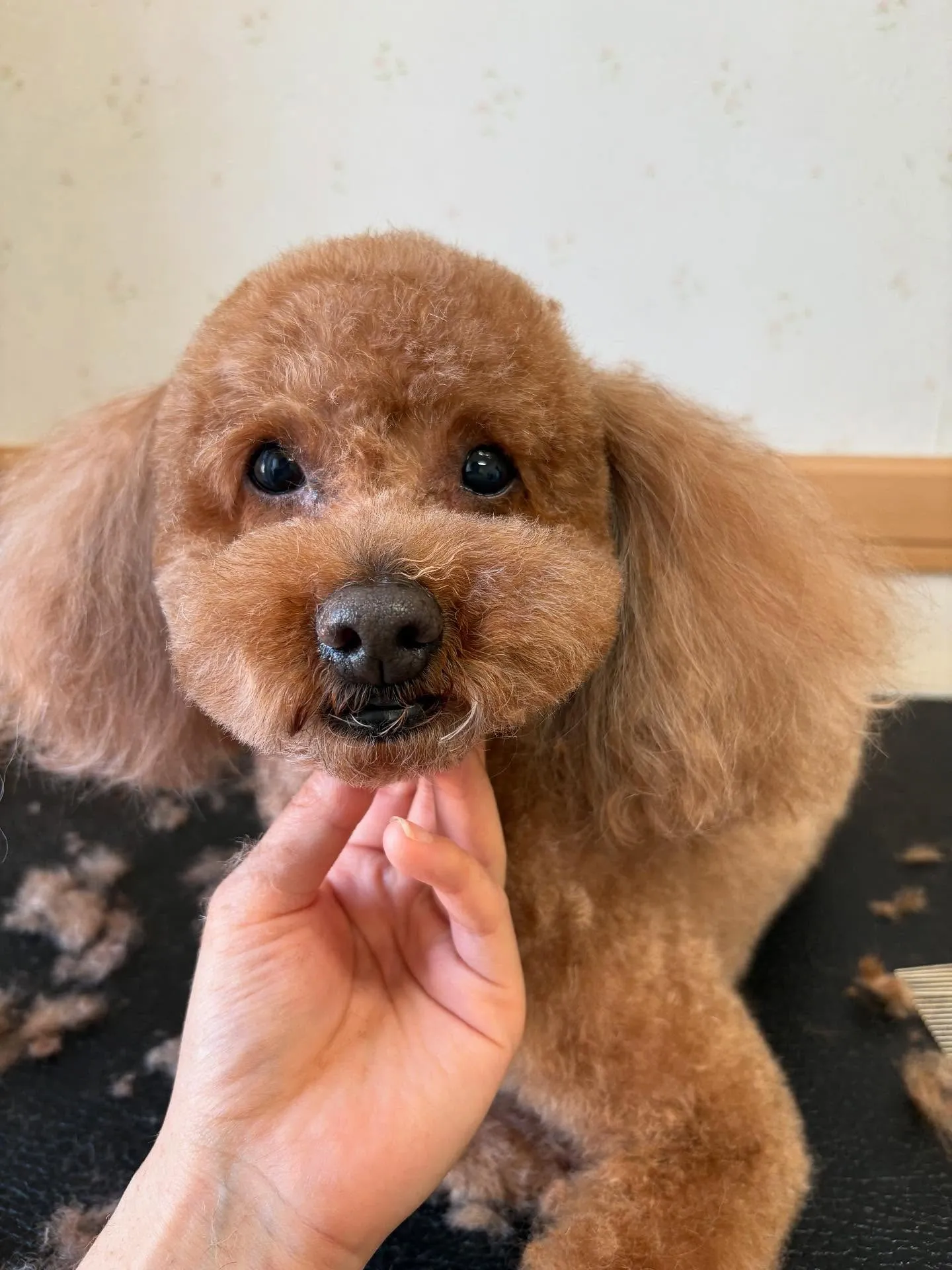 犬のトリミング✂️