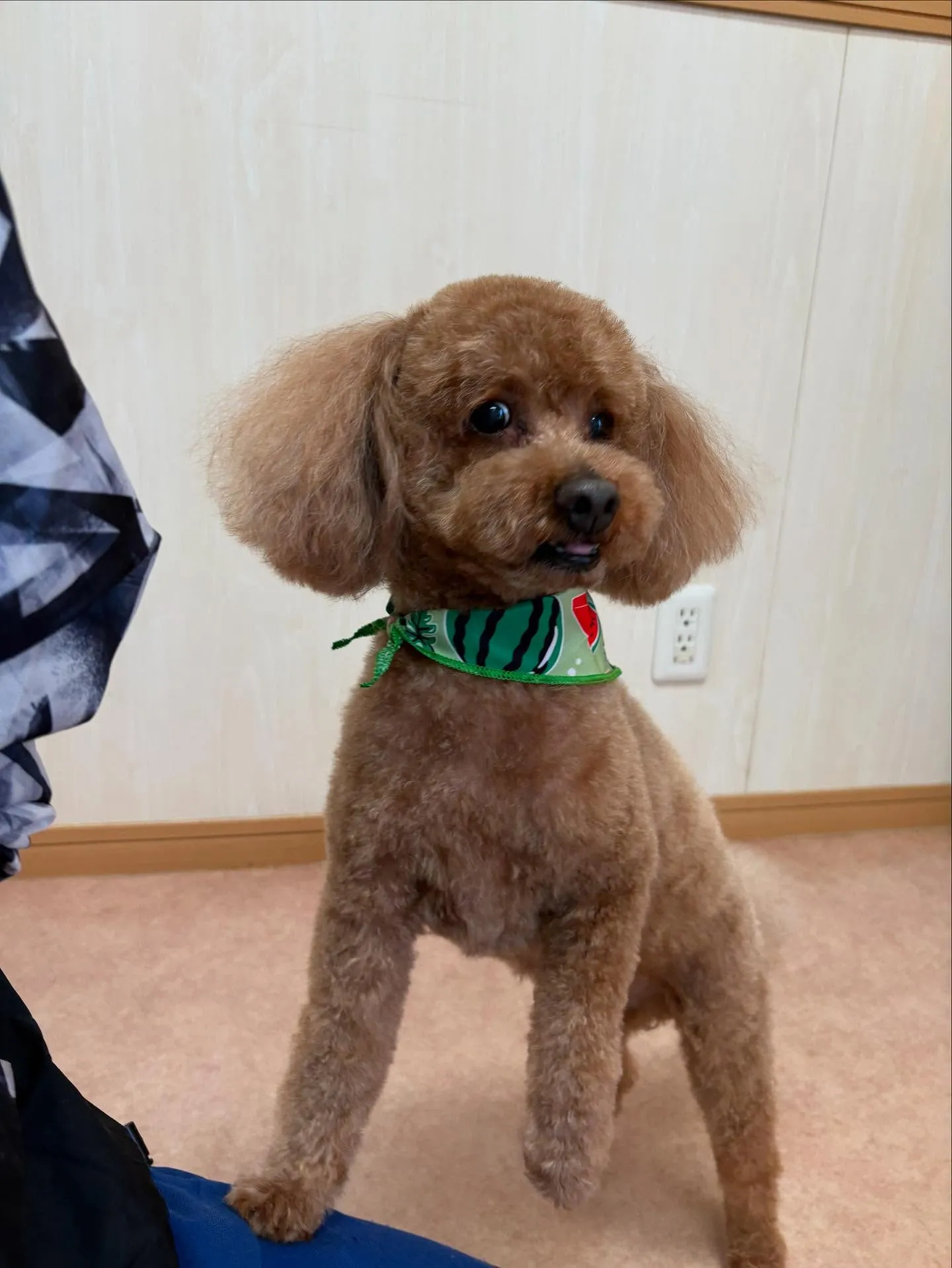 犬のトリミング✂️
