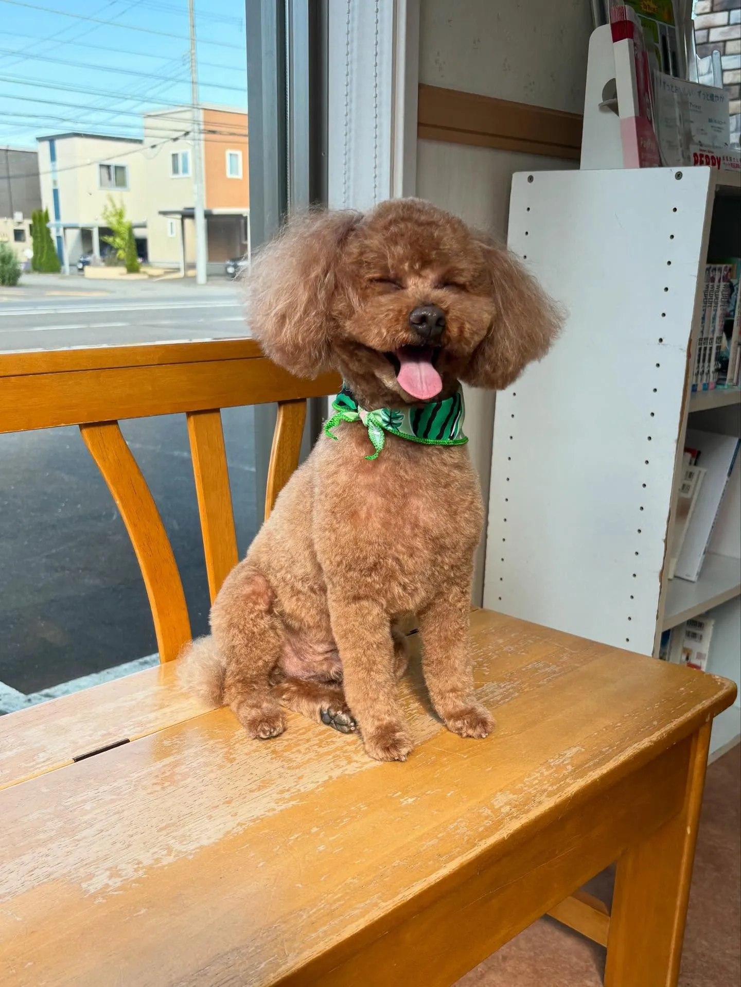 犬のトリミング✂️